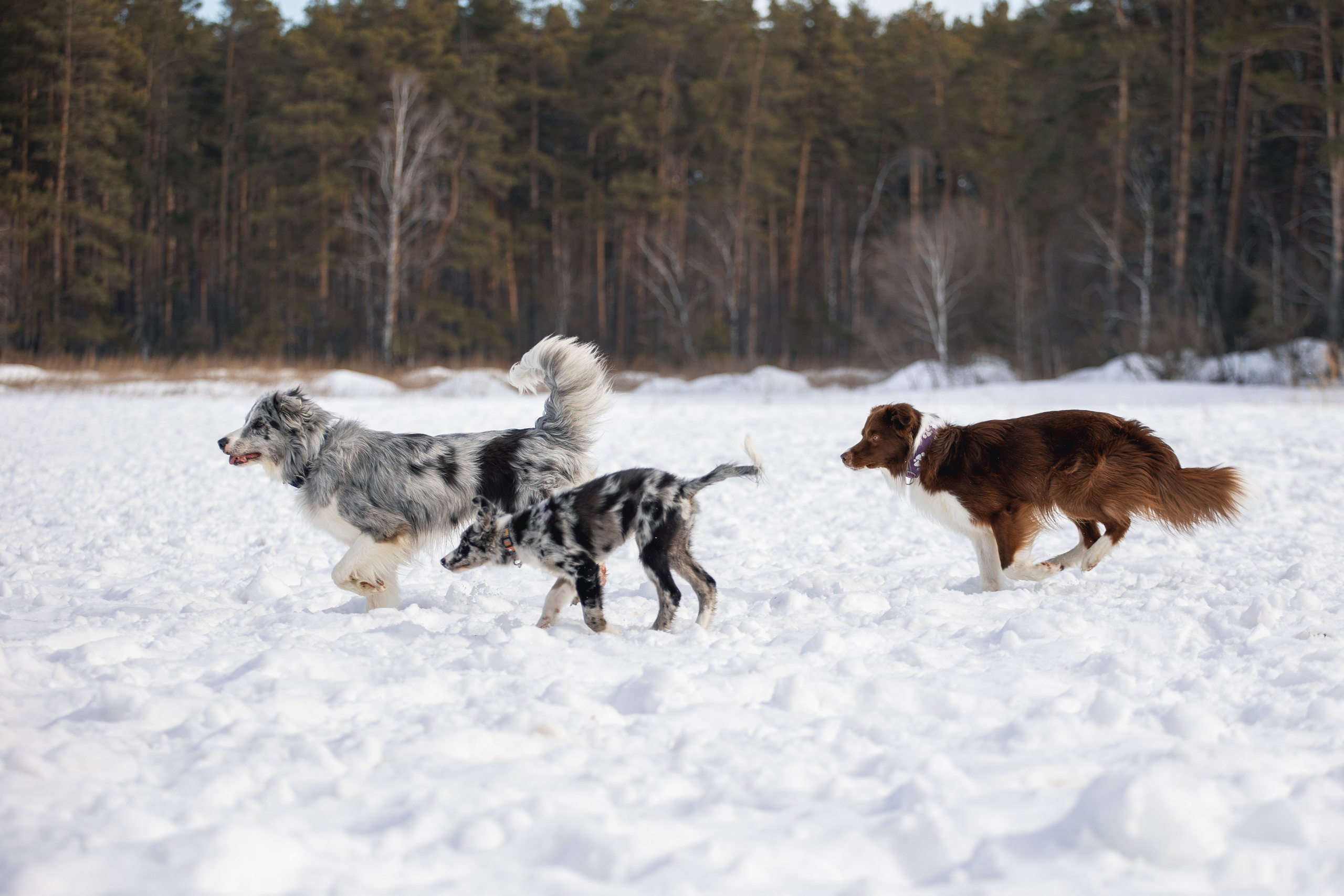 В погоне за снежком…. YULA KOLESOVA | Фотограф — Анималист | Художник | Тюмень