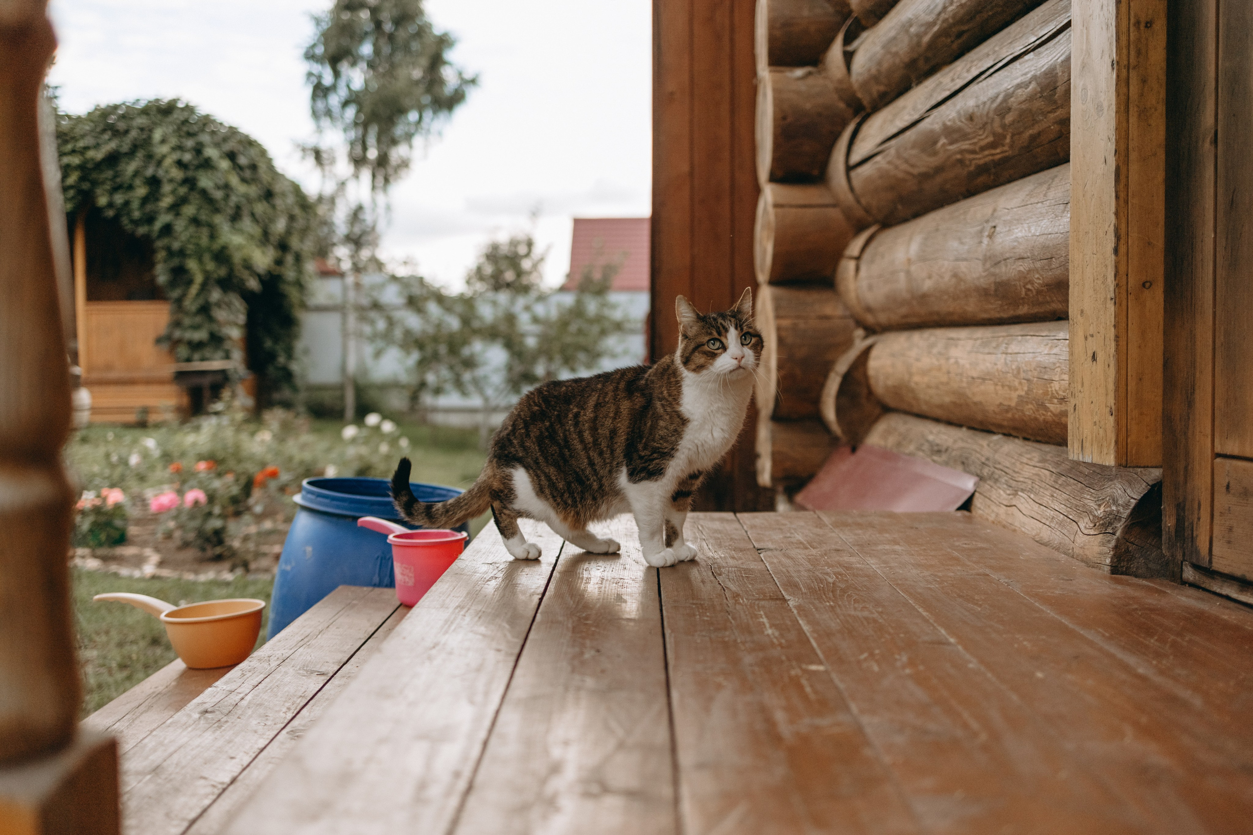 Дом у реки. Фотограф — Анималист | Санкт-Петербург