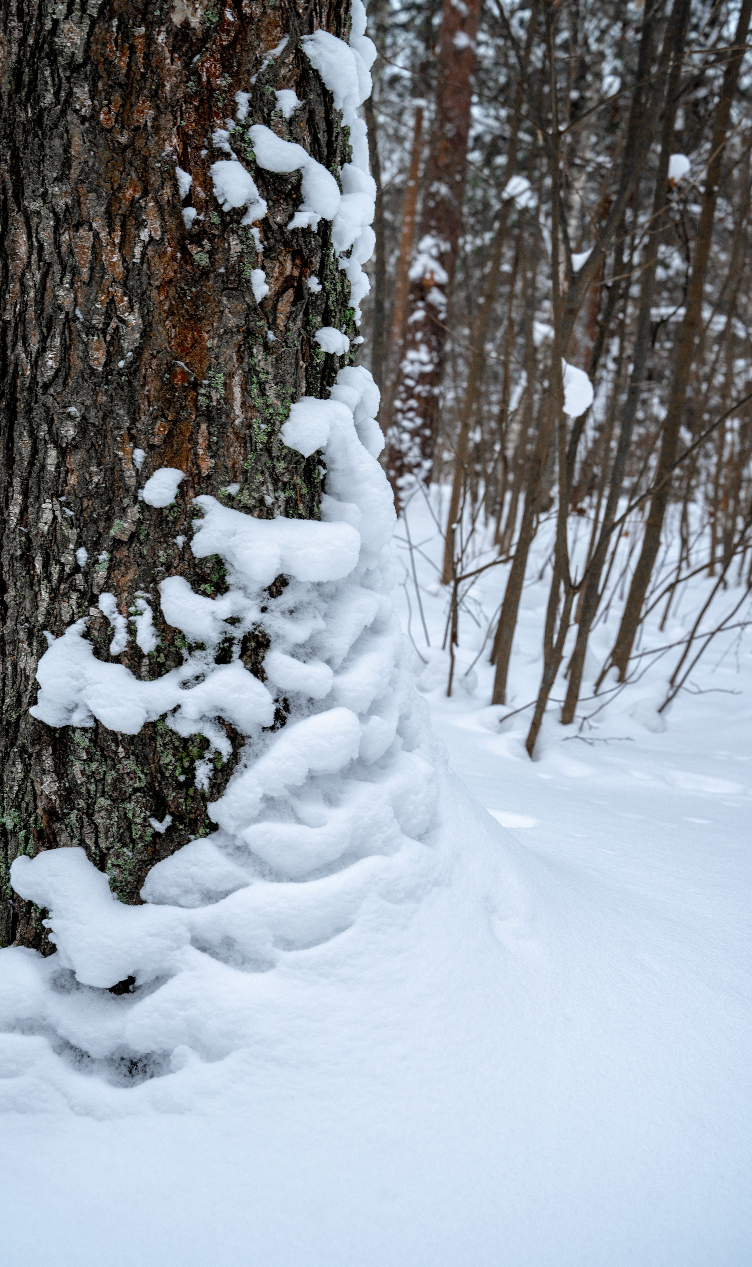 Прогулка с собакой. Зима, лес, Москва. Vadim Nevenglovskii Фотограф в разных жанрах
