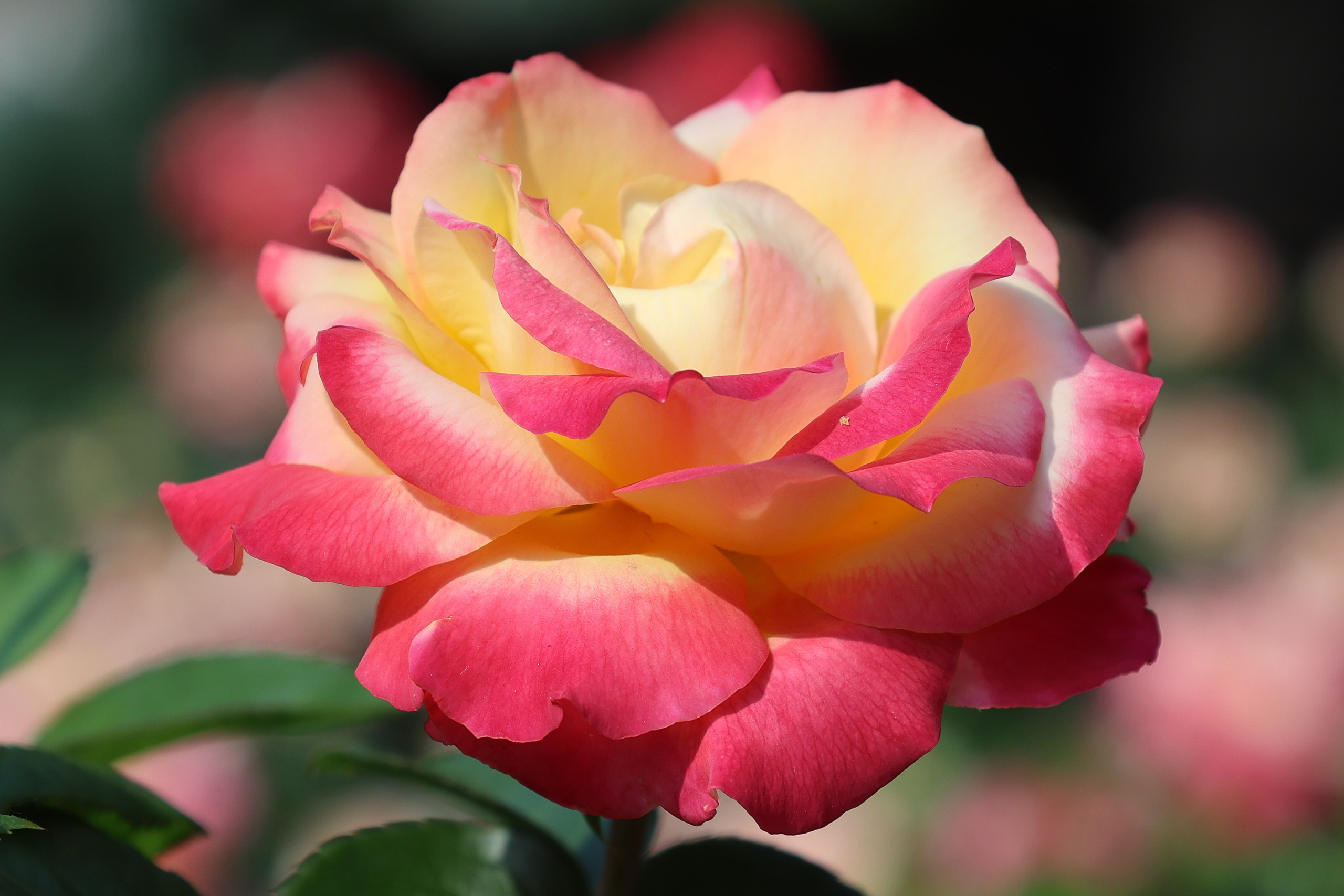 Цветочки-лепесточки. Фотограф Дмитрий Алексеев