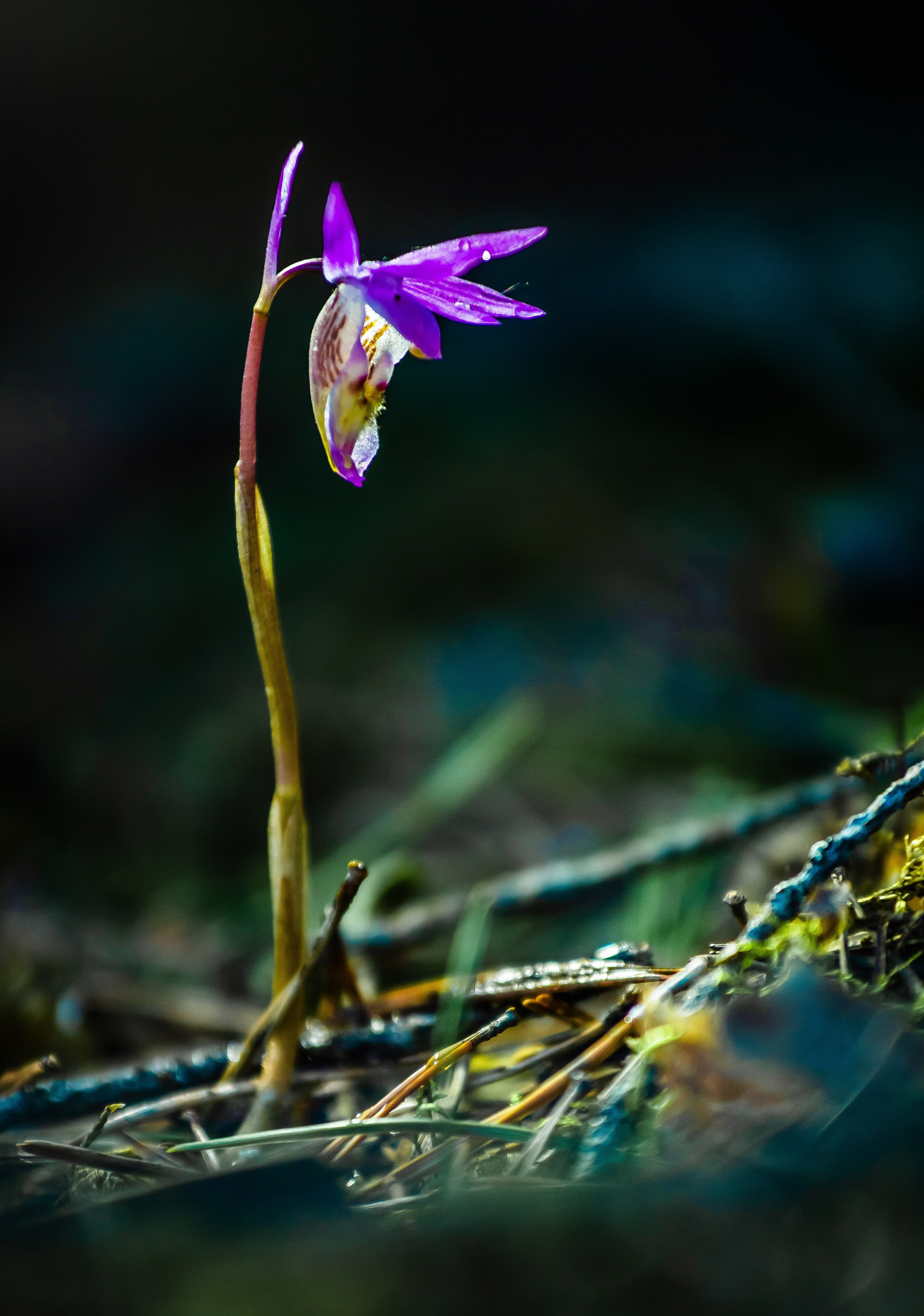 Макро. Авторские туры с профессиональным фотографом
