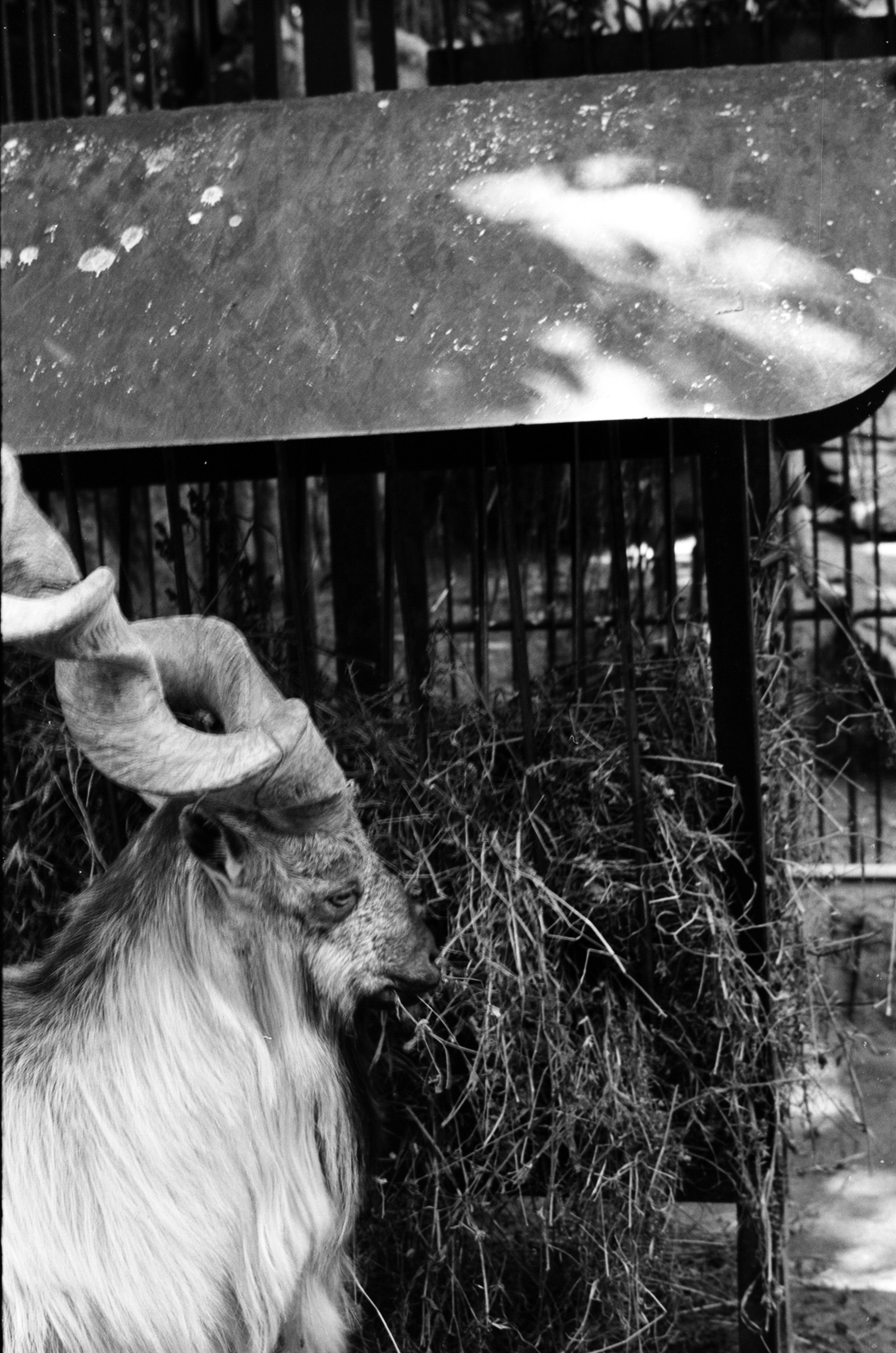 Альбом пленочных ЧБ-фото. Репортажный и семейный фотограф — Шелихов Сергей