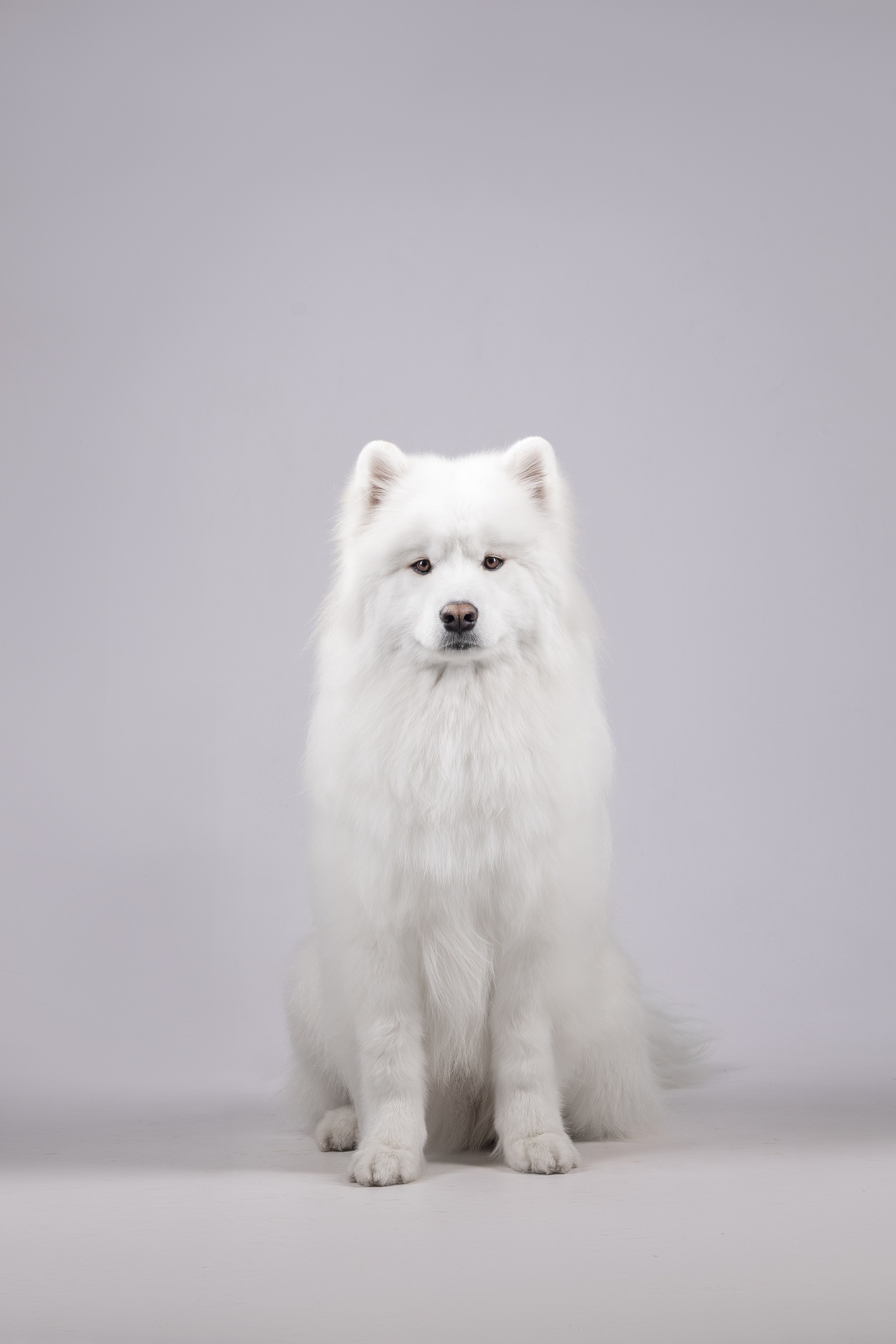 Самоеды в студии. Фотограф анималист в Москве Майорова Евгения