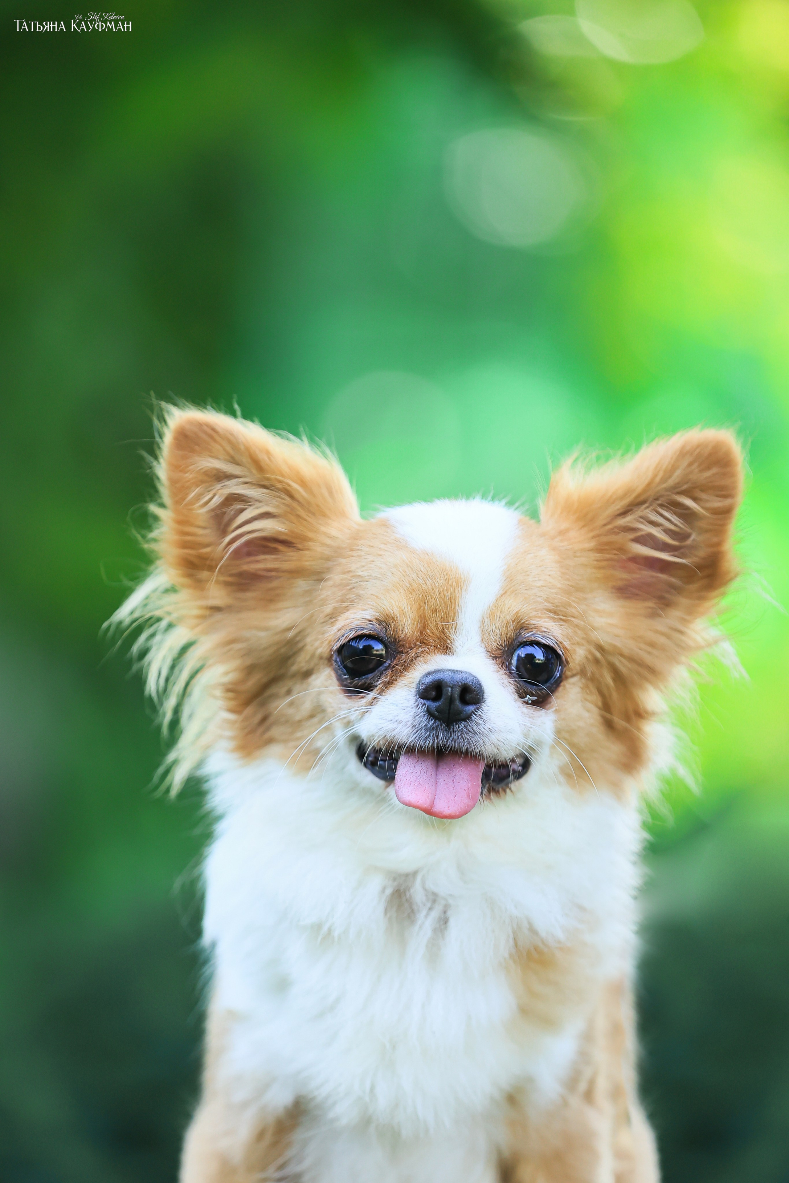 Чухуа хуа, собака в цветах, красивая собака, фотограф анималист, фотокурс Анималистика, научиться фотографировать собак, фотограф Новосибирск