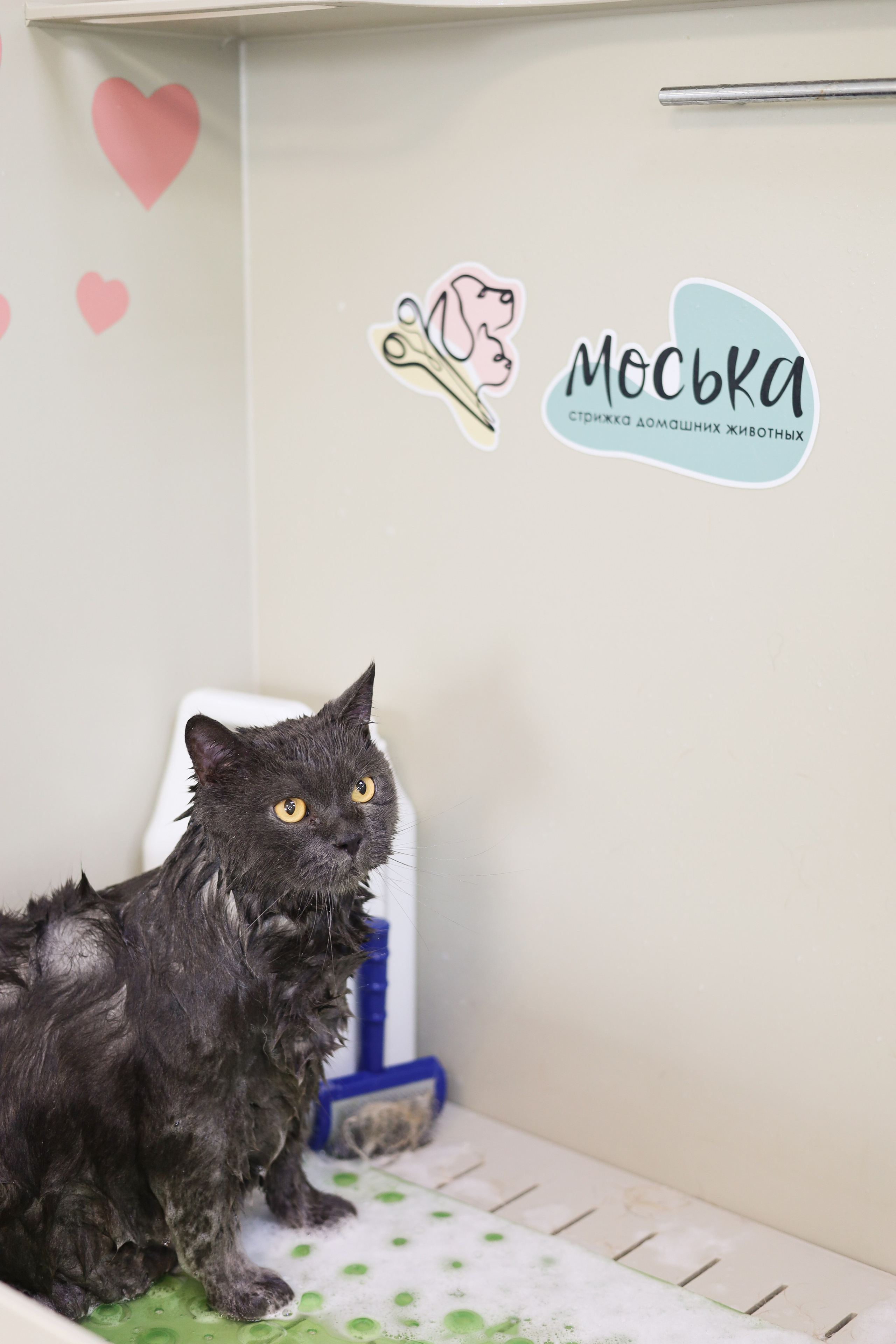 Груминг салон / Моська. Фотограф Мурманск | Нижний Новгород • Анна Хижняк