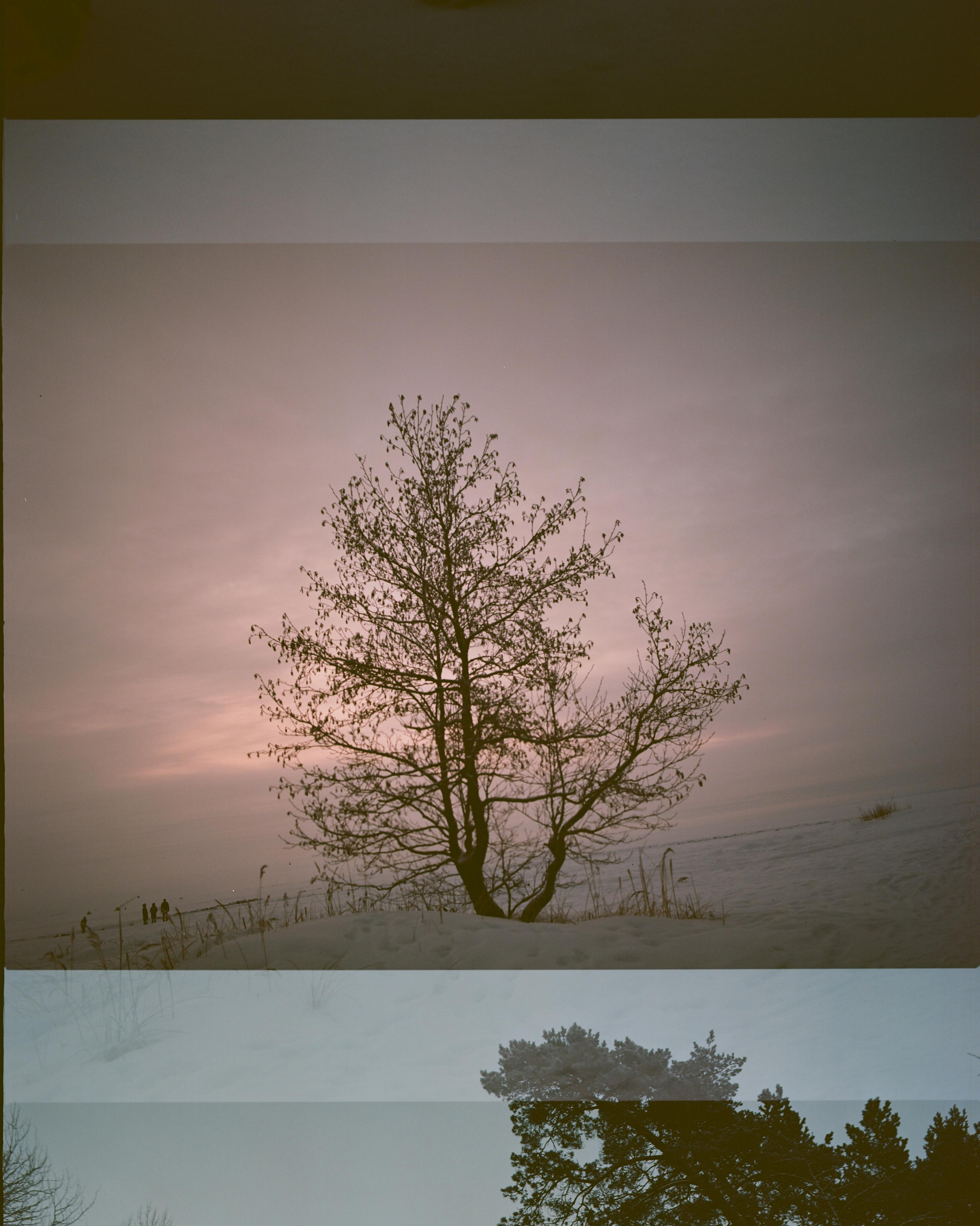 Rotten apple (ongoing). Lisa Mukhina