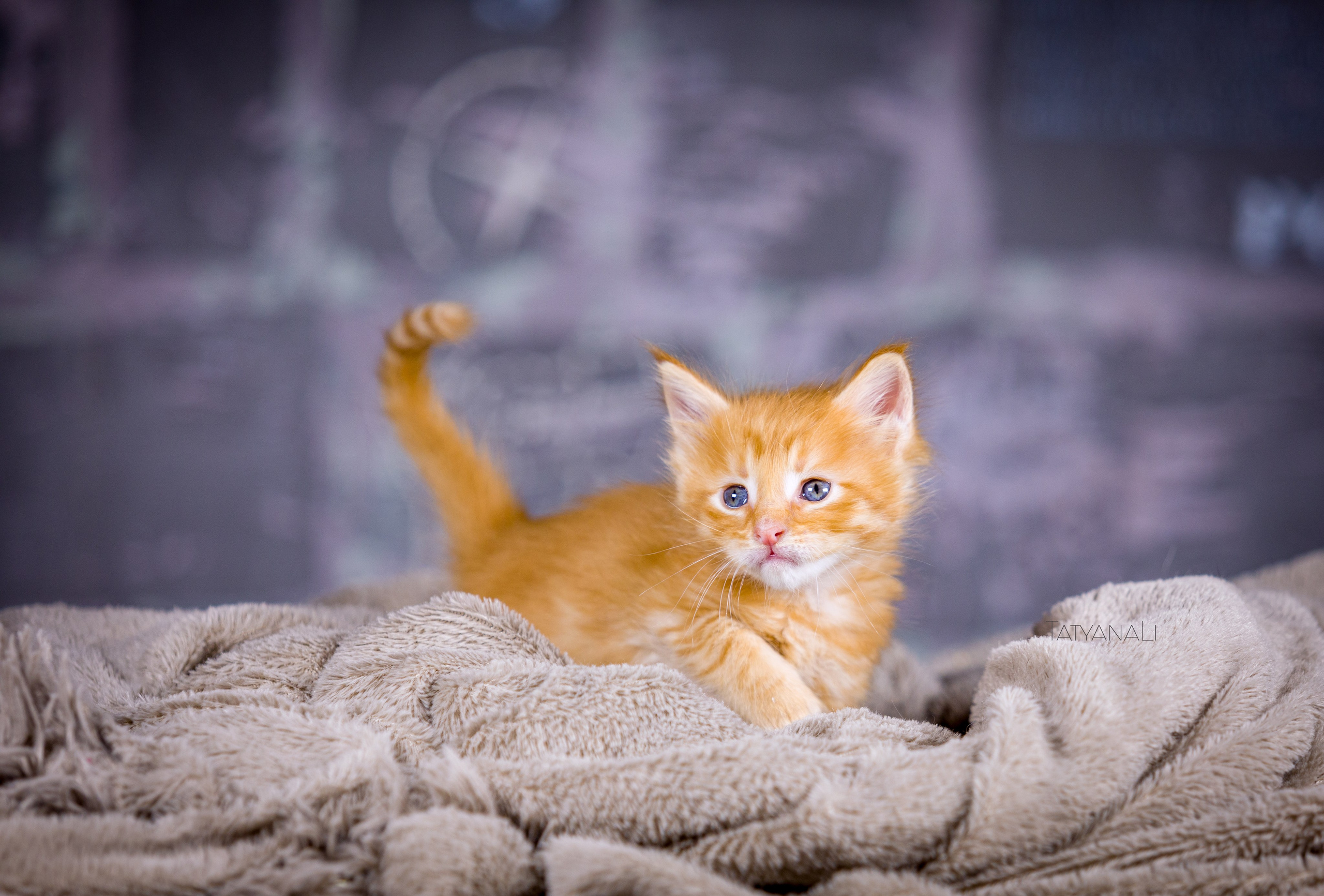 Котята. Фотограф — анималист Татьяна Ли