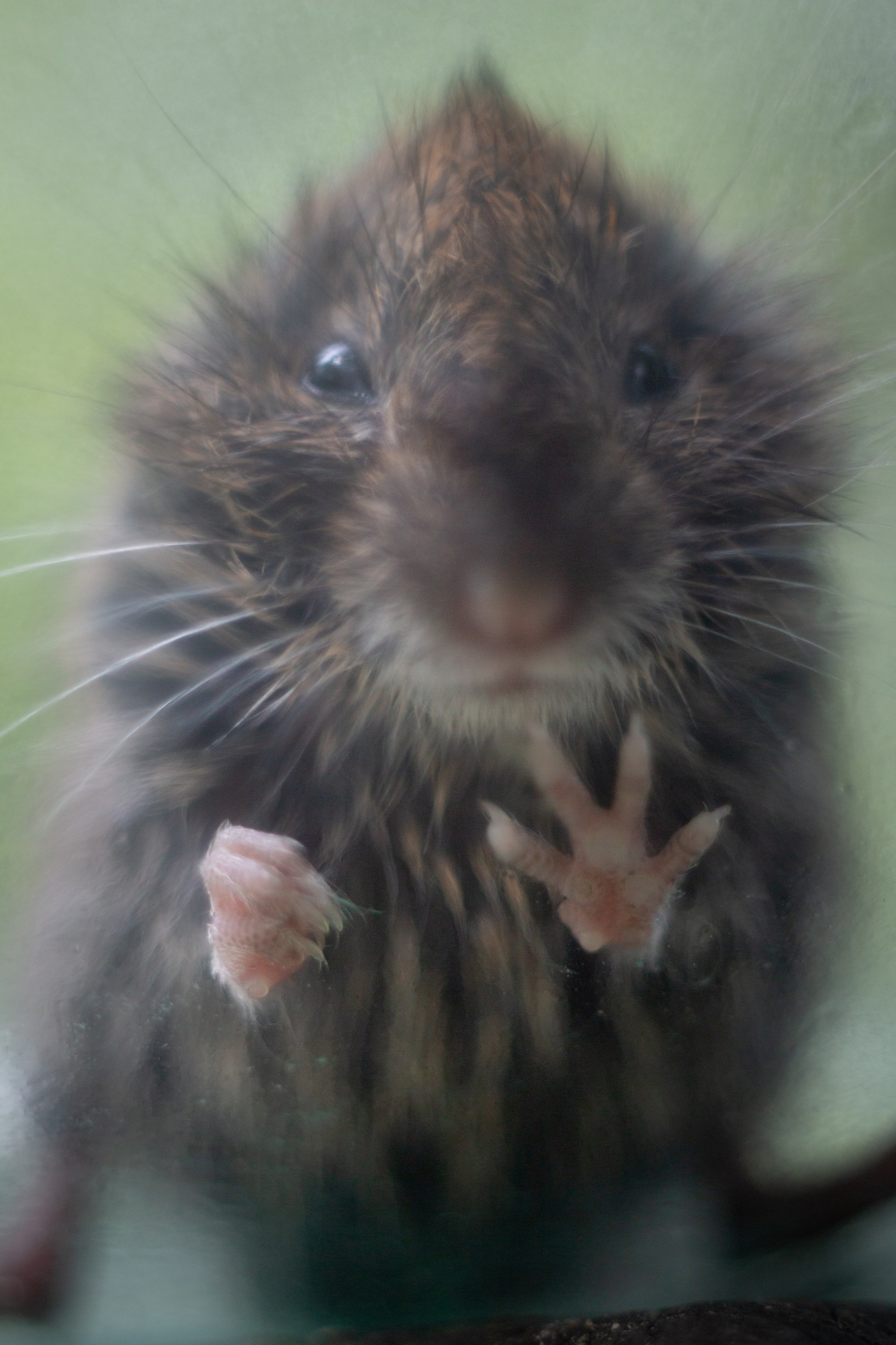 Макро. Фотограф Лагутин Анатолий
