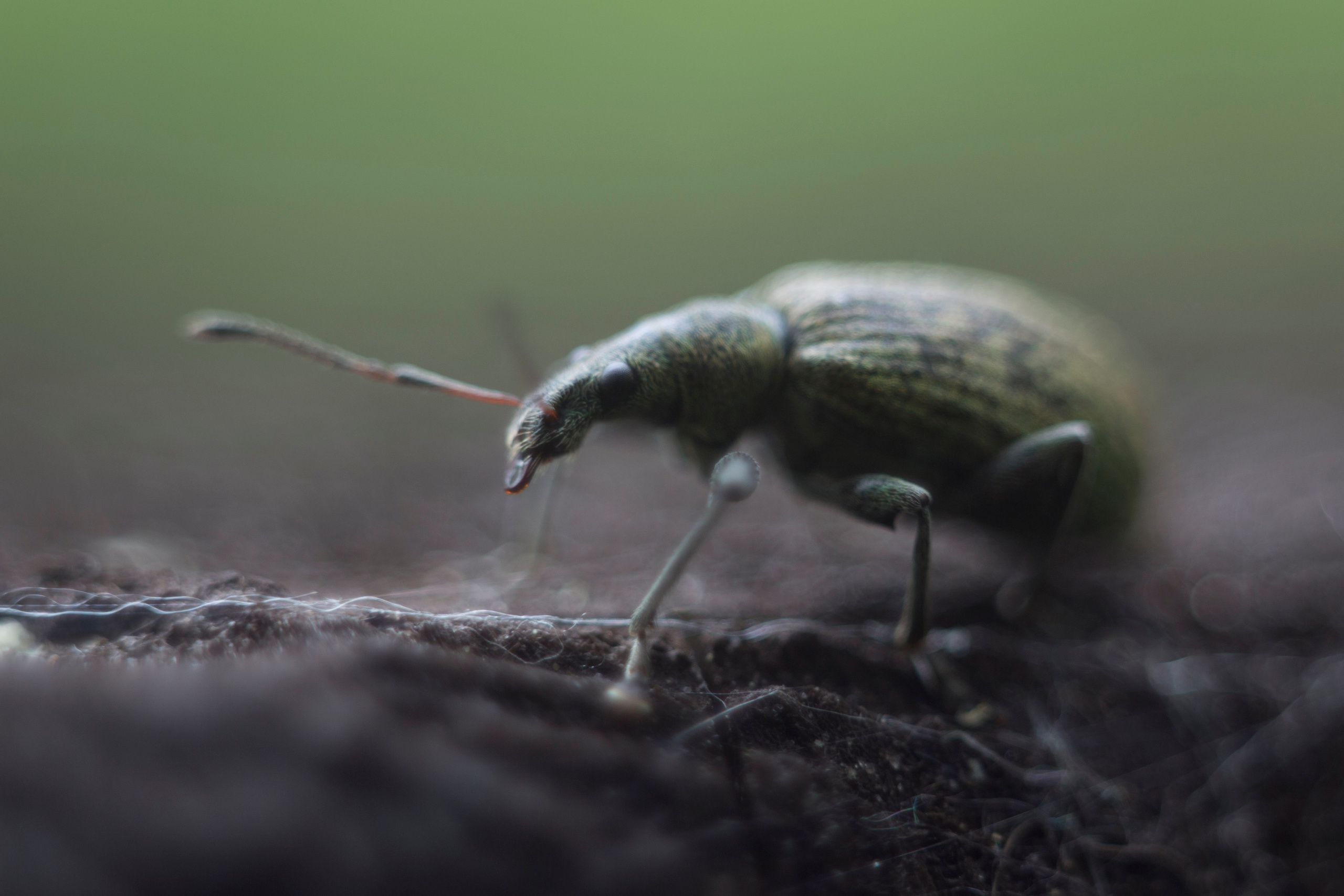 Макро. Фотограф Лагутин Анатолий