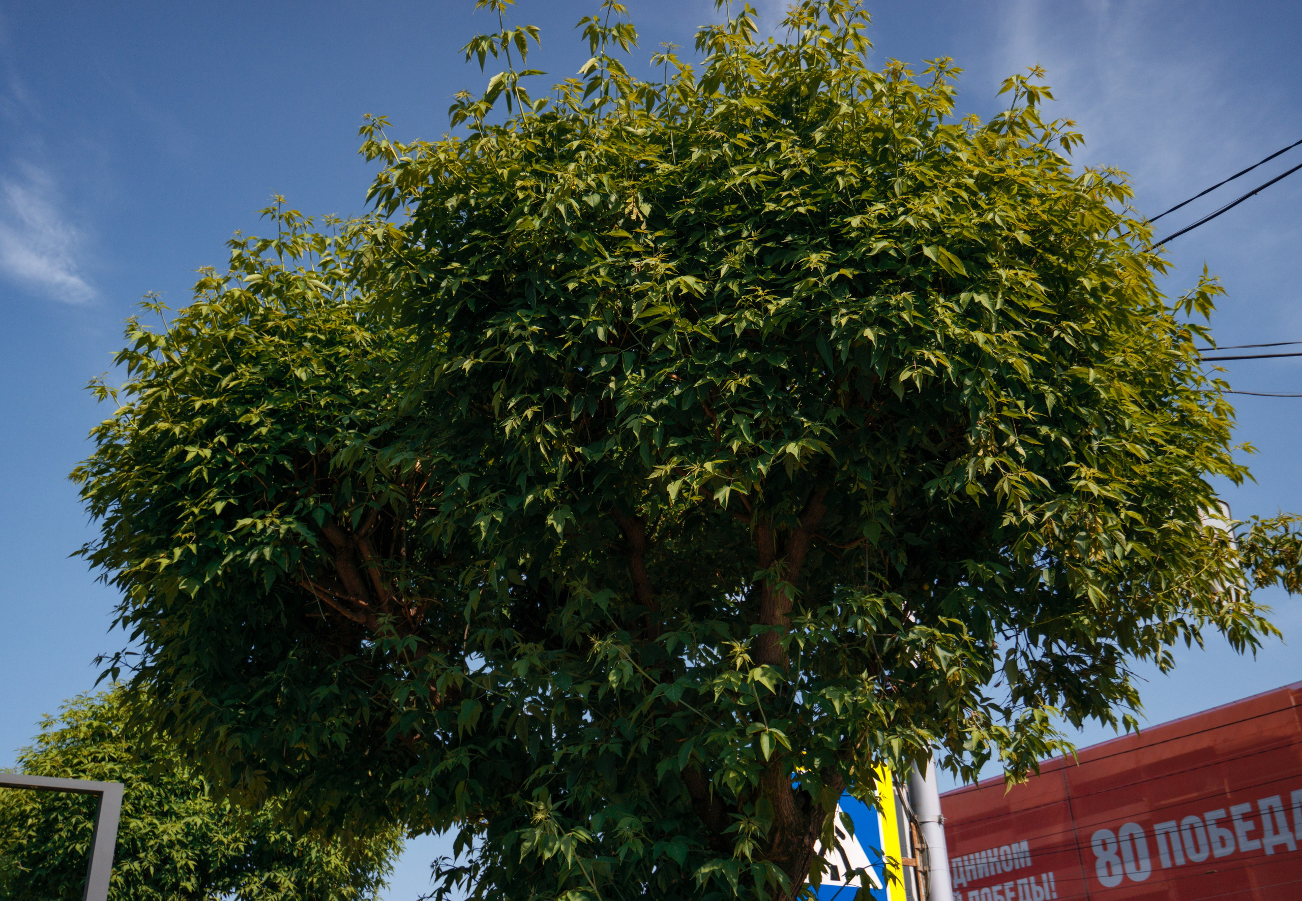 03.06.2025 | Красноярск. Kuznetsov | Фотограф в Красноярске