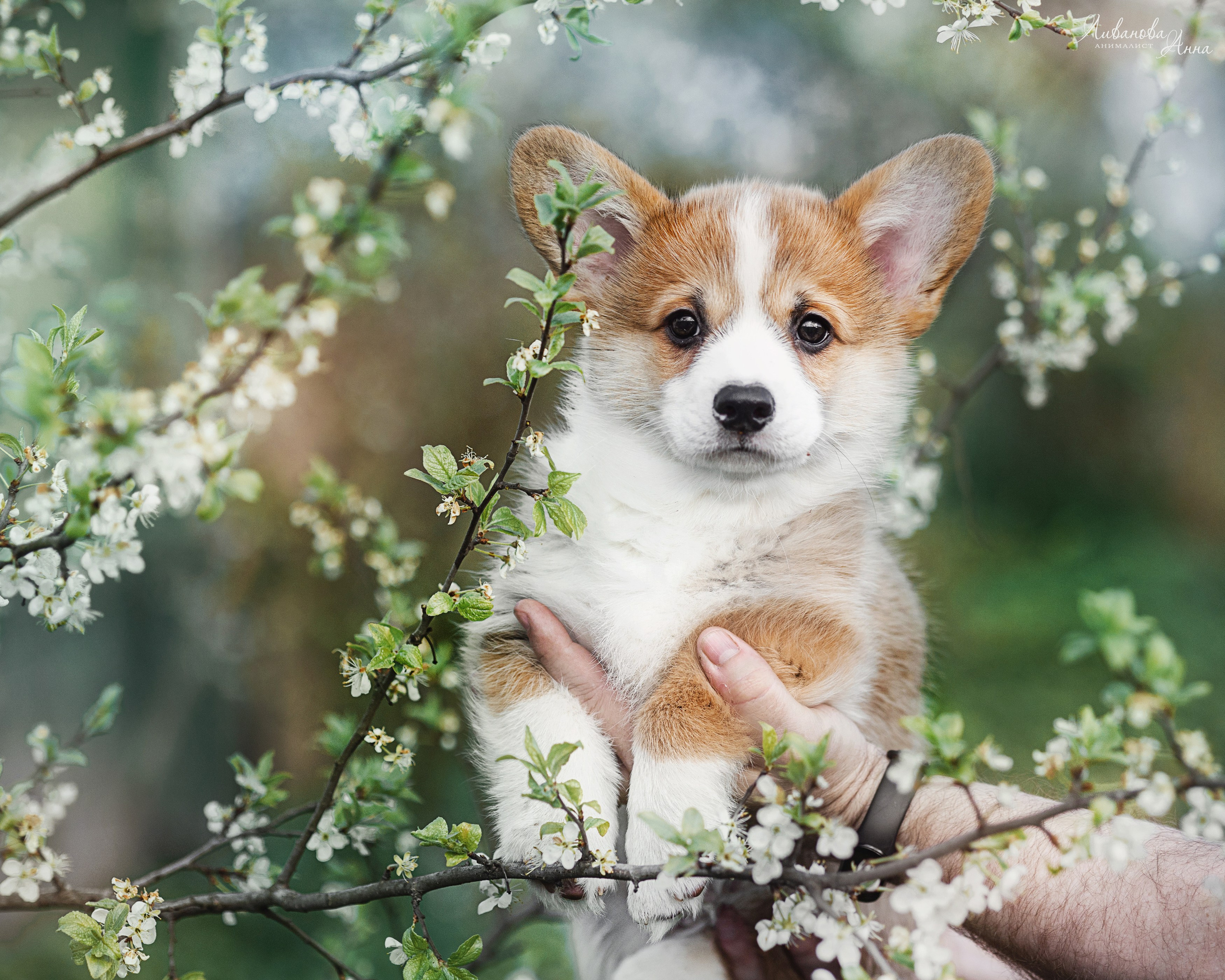 Коржики. Фотограф анималист Аня Ливанова | Рыбинск