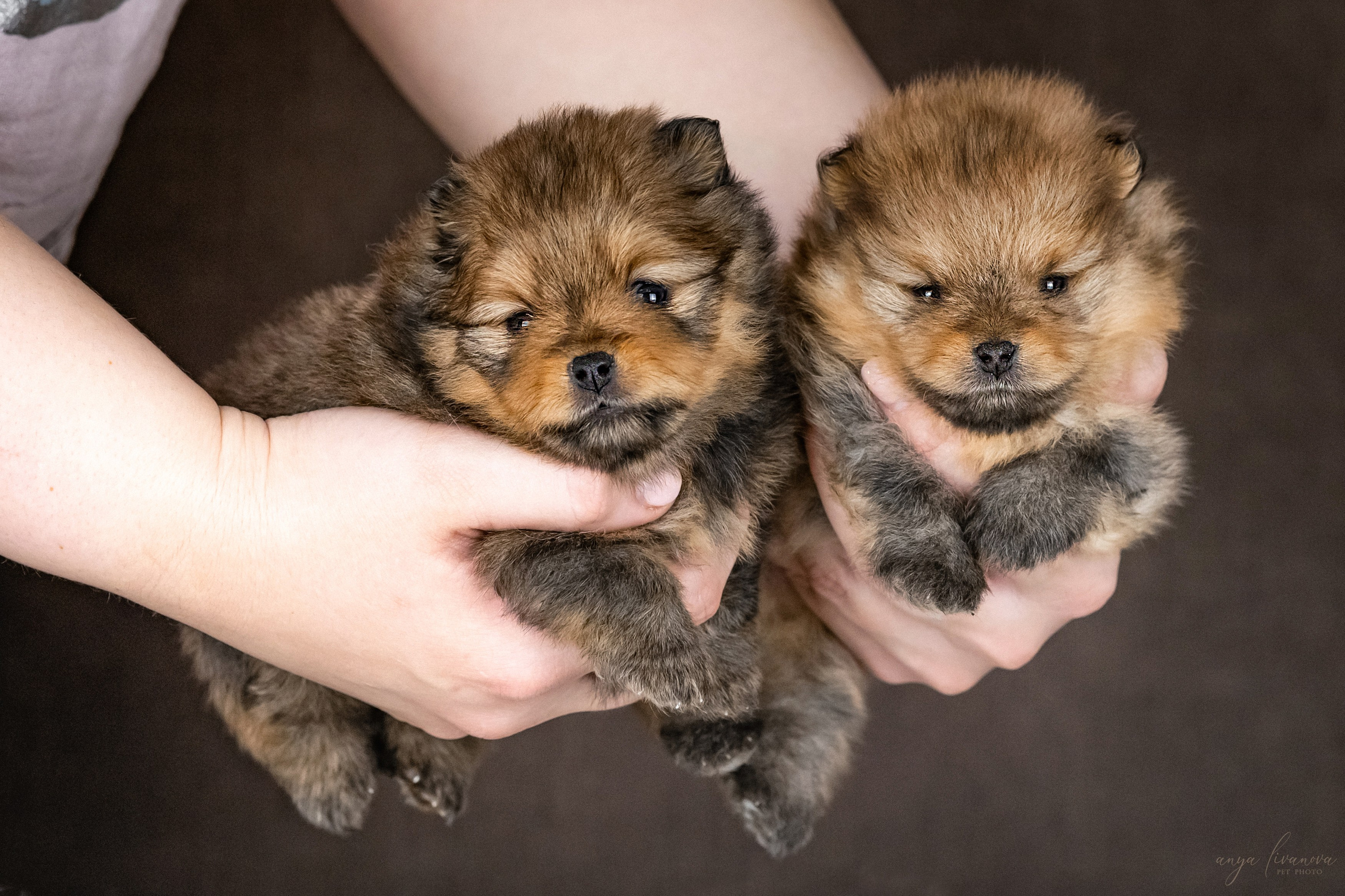 Шпицулики. Фотограф анималист Аня Ливанова | Рыбинск