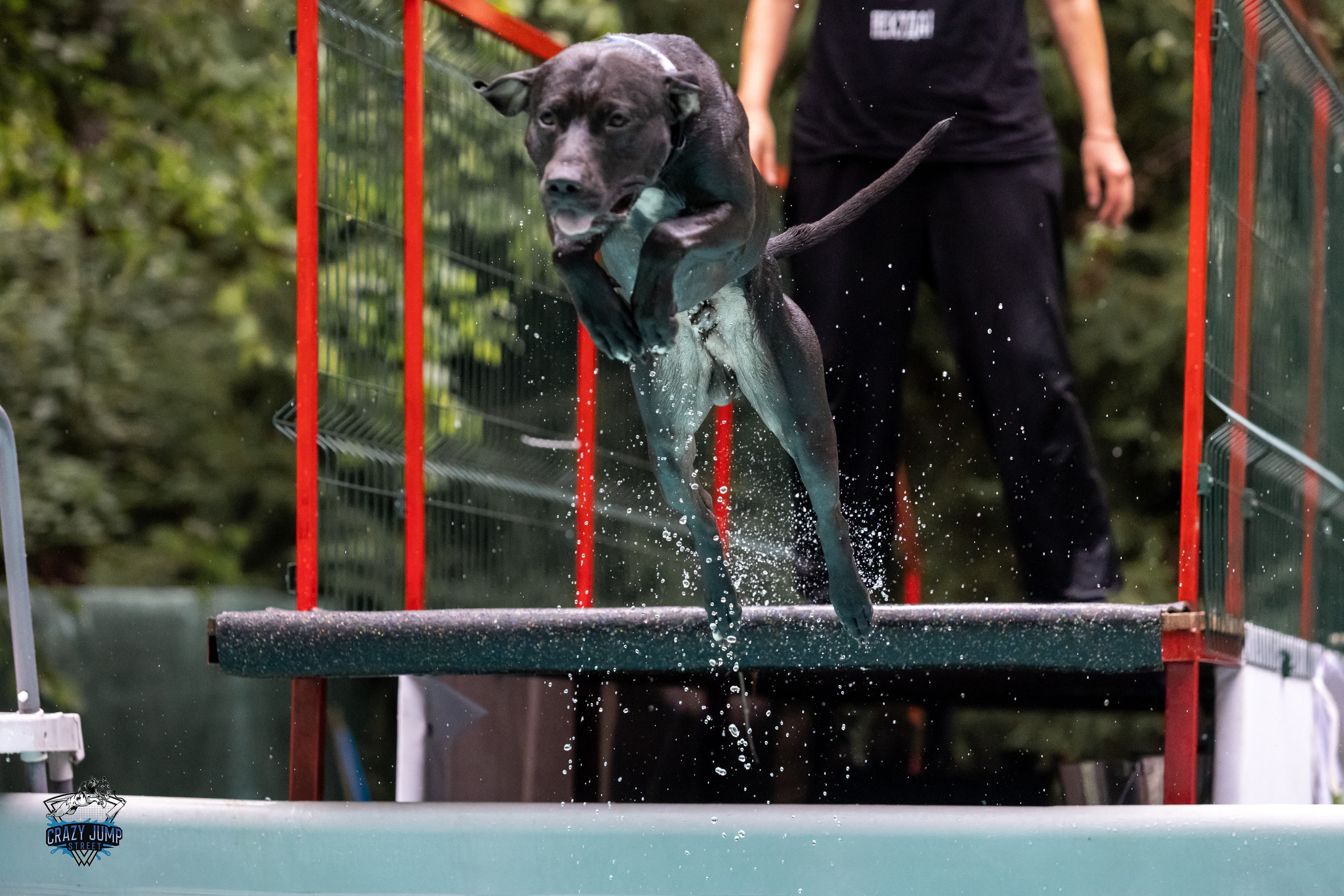Собаки, спорт, Док дайвинг. Свадебный и репортажный фотограф в Москве и Московской области