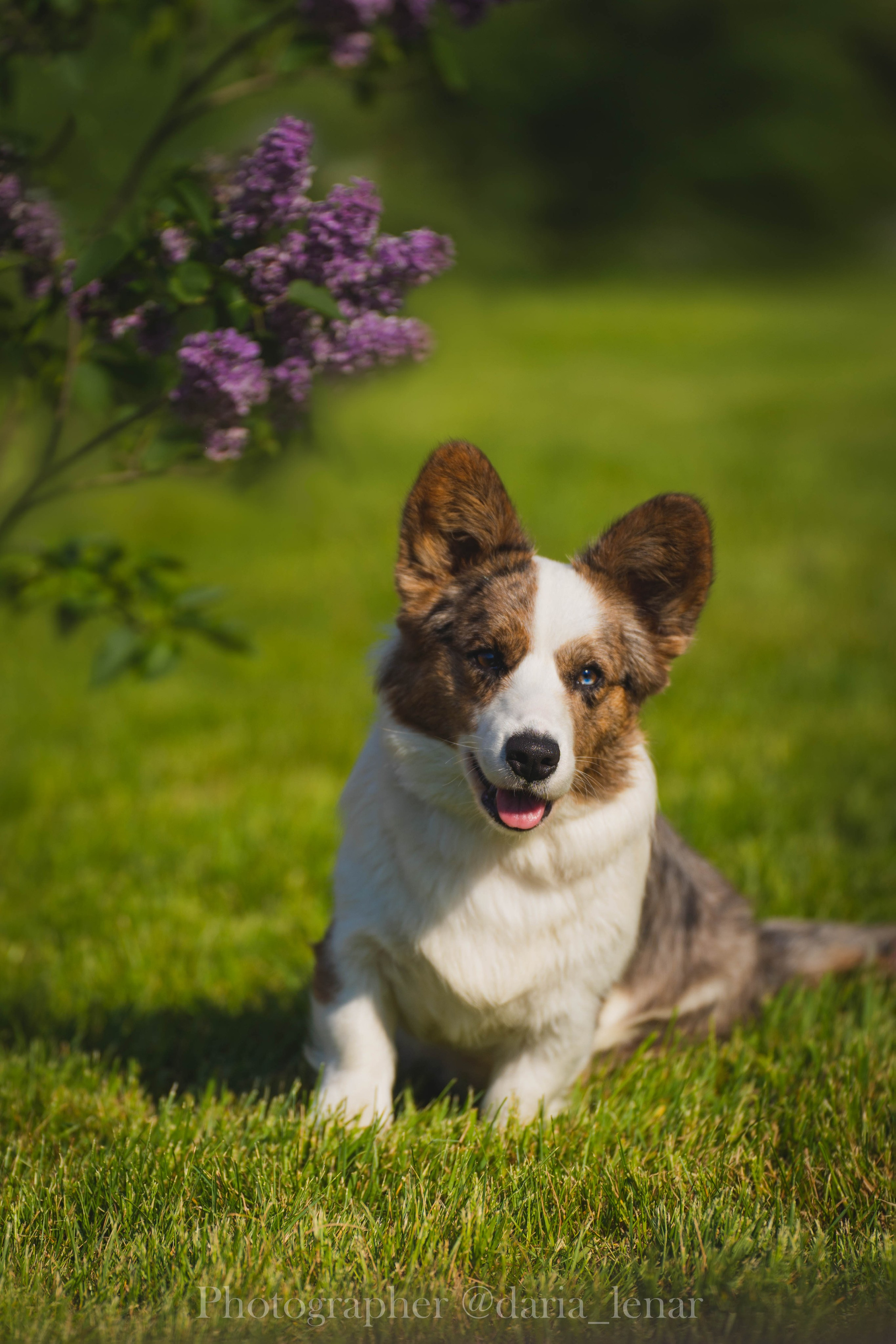 Выставки собак. Фотограф в Москве Ленарская Дарья