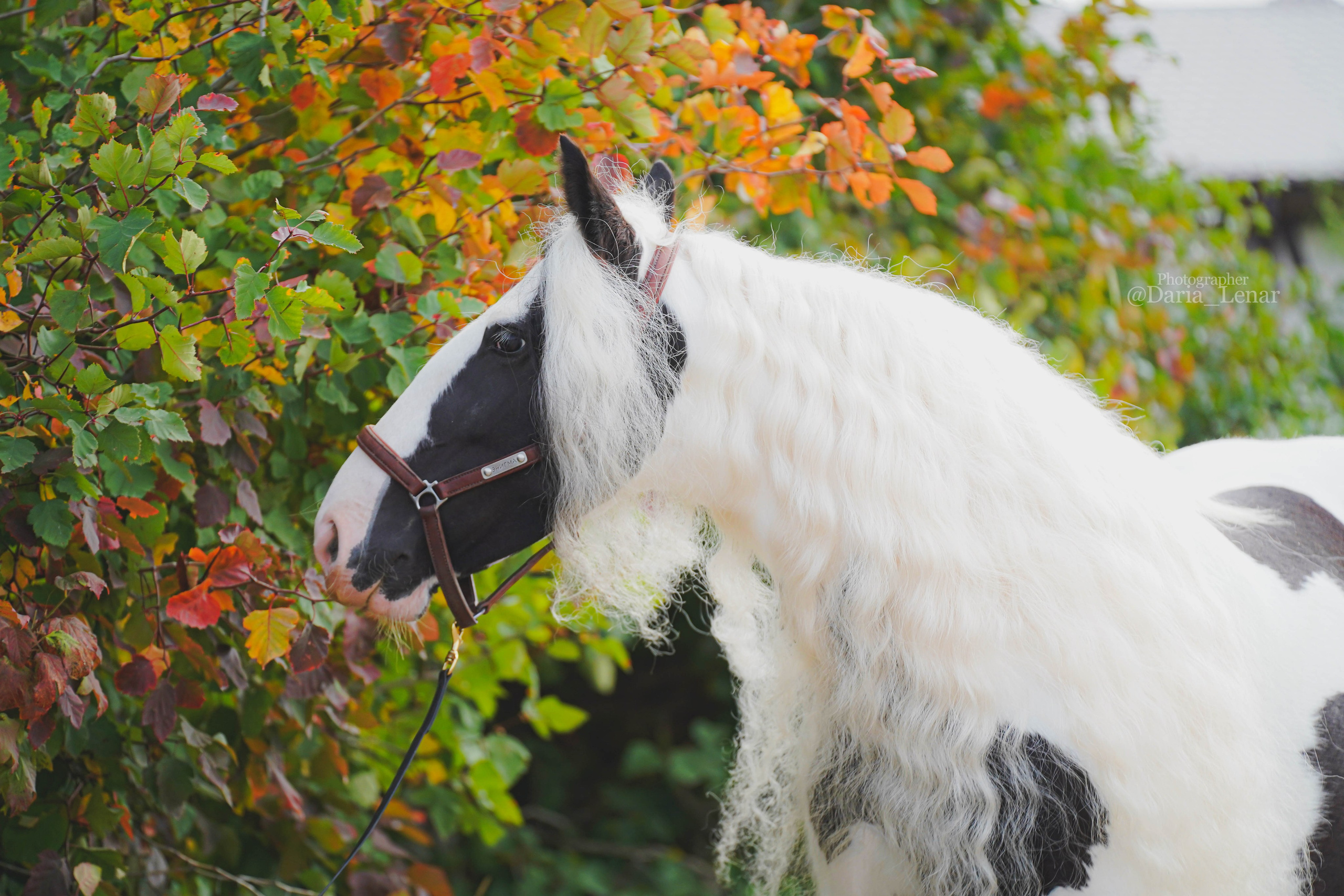 Экстерьер и спорт. Фотограф в Москве Ленарская Дарья
