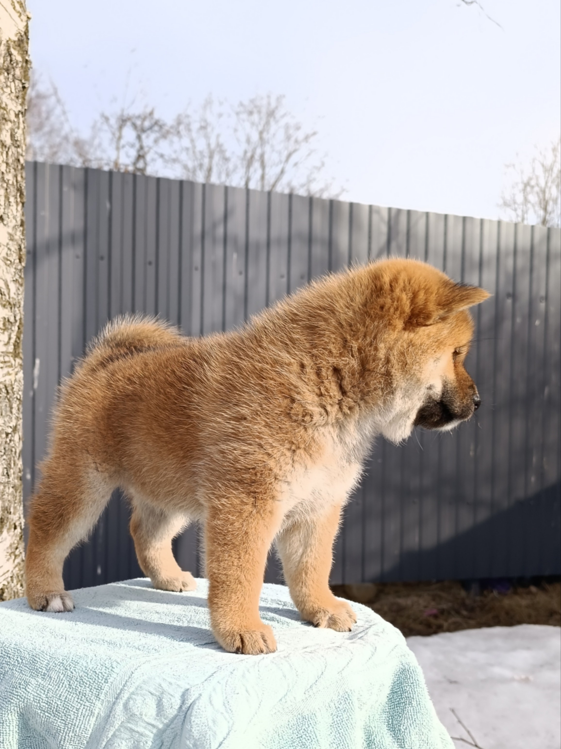 Сиба Rubylight Ellis питомник Рубилайт 