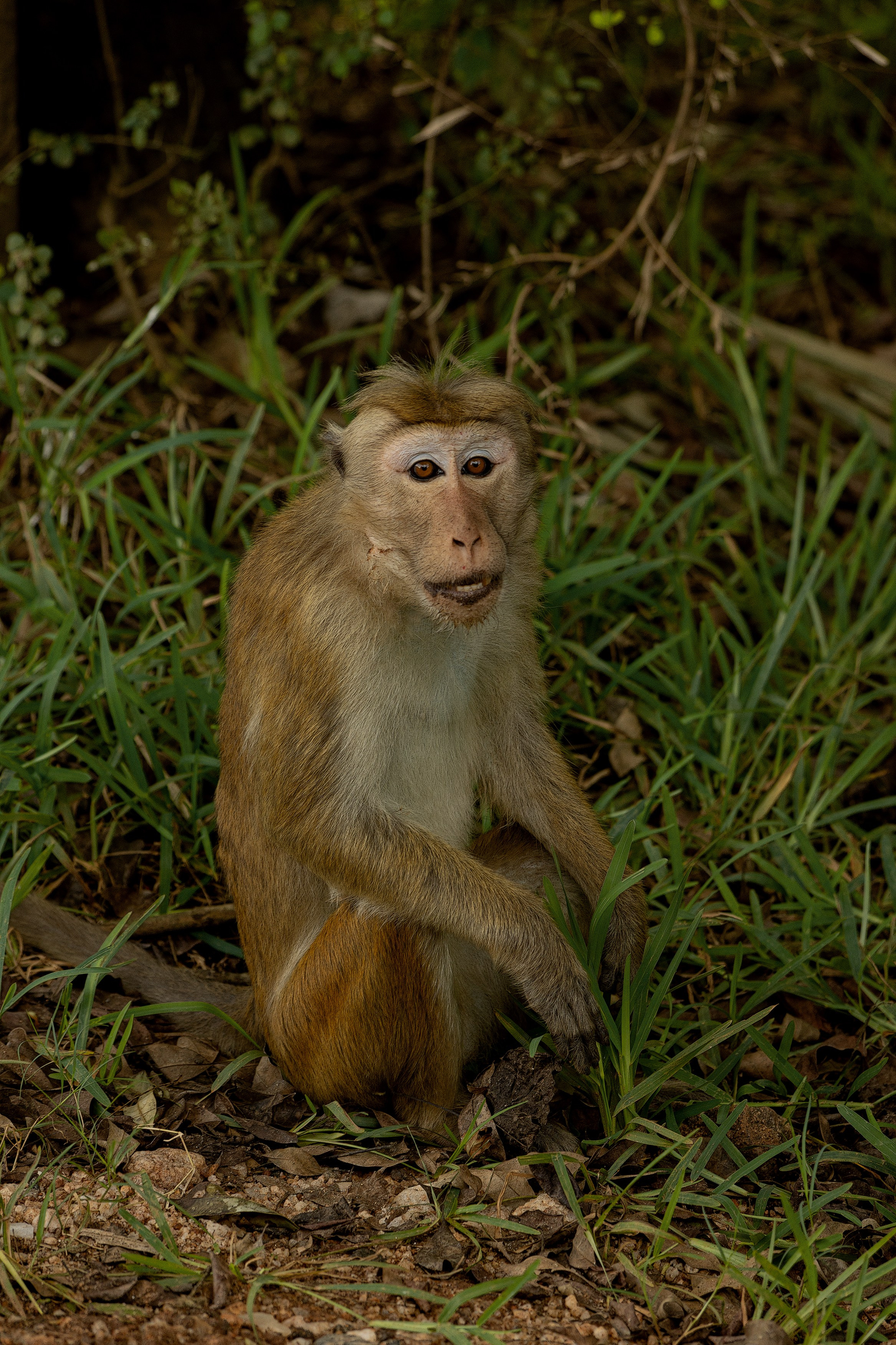 Amazing Ceylon. Art Рhotographer Russia/Moscow