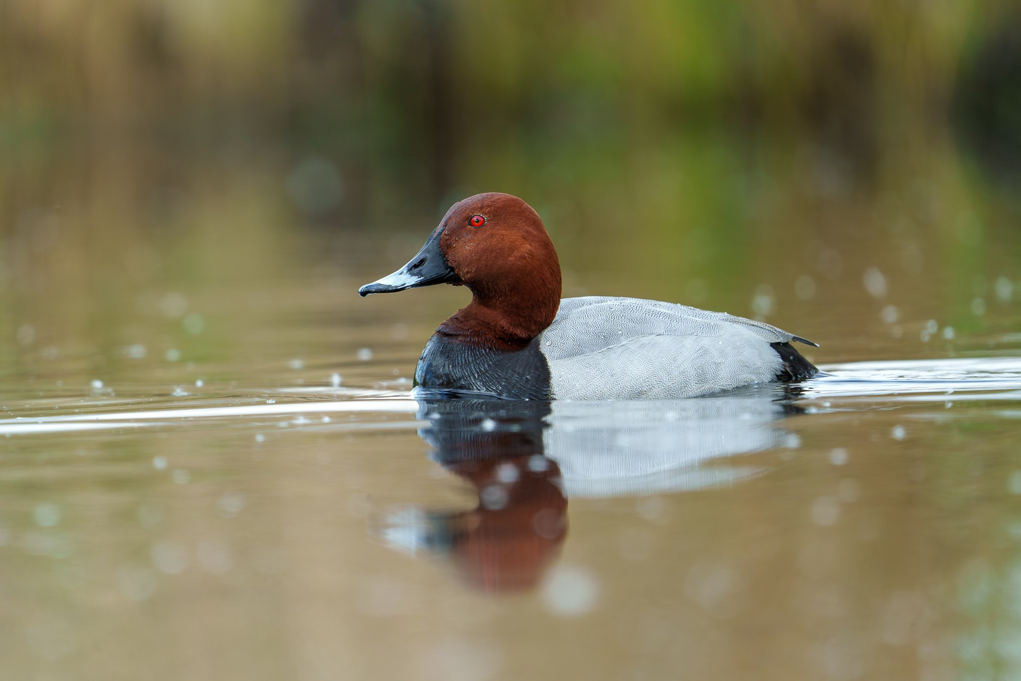 Удивительные мир птиц. Вокруг нас столько прекрасного — присмотритесь!. Ваш личный фотограф Марина Волкова