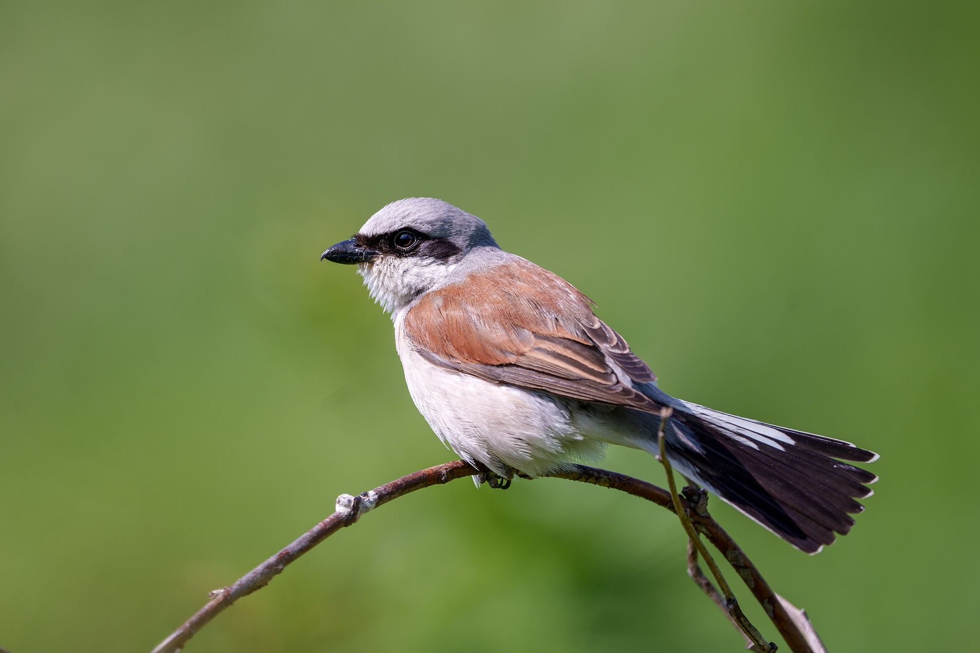 Удивительные мир птиц. Вокруг нас столько прекрасного — присмотритесь!. Ваш личный фотограф Марина Волкова