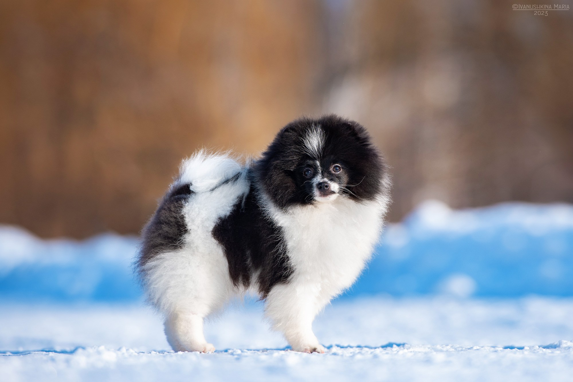 Фотосессия щенков на продажу. Фотограф собак в Москве и Московской области Иванушкина Мария