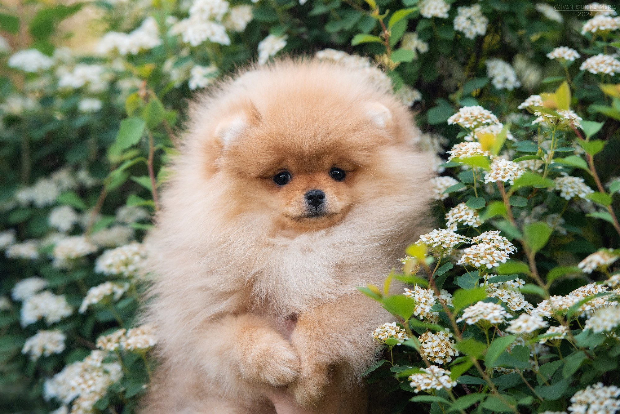 Фотосессия щенков на продажу. Фотограф собак в Москве и Московской области Иванушкина Мария