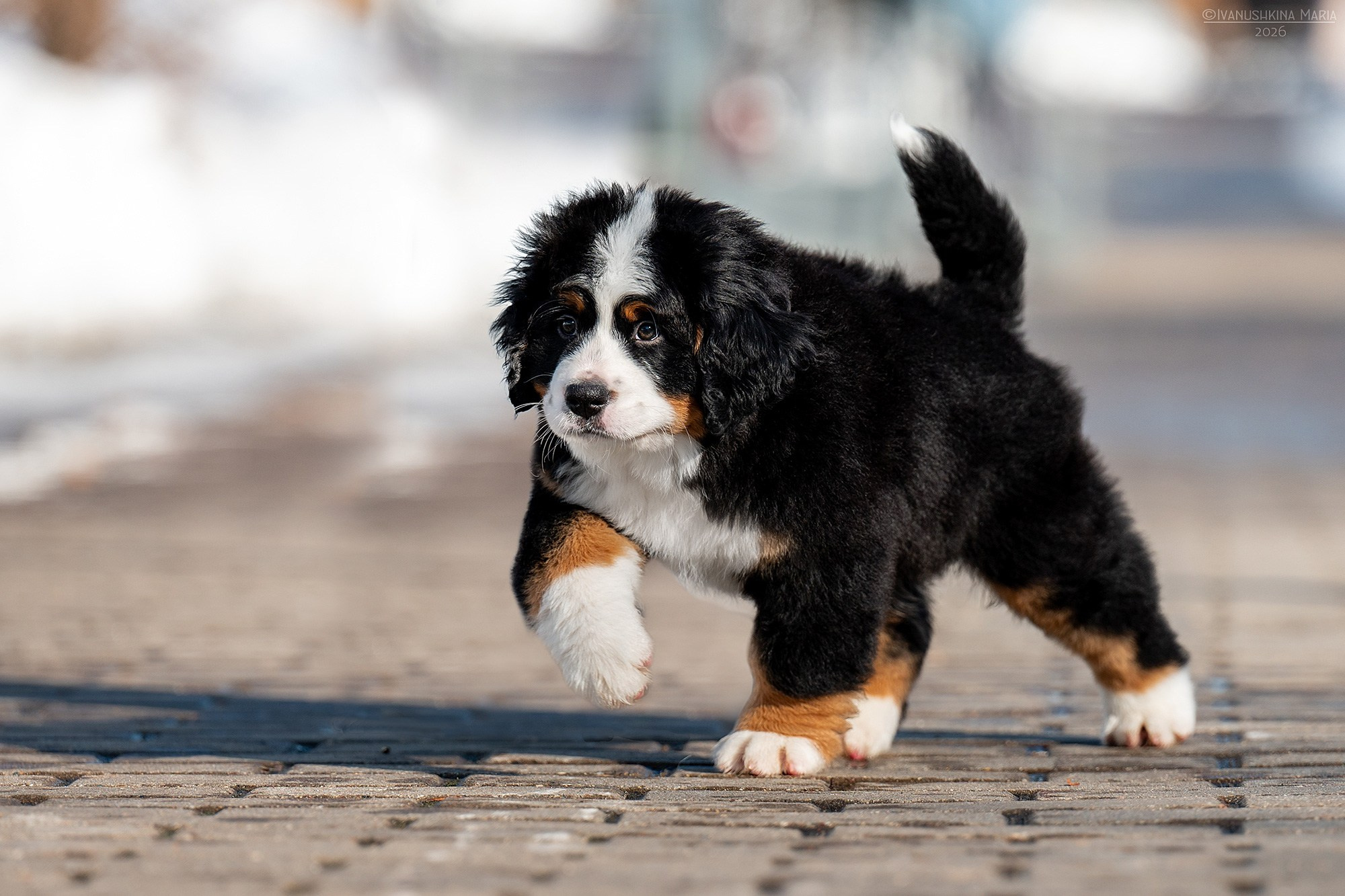 Фотосессия щенков на продажу. Фотограф собак в Москве и Московской области Иванушкина Мария