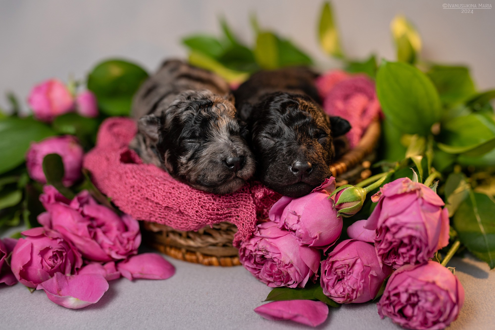 Ньюборн фотосессия щенков. Фотограф собак в Москве и Московской области Иванушкина Мария