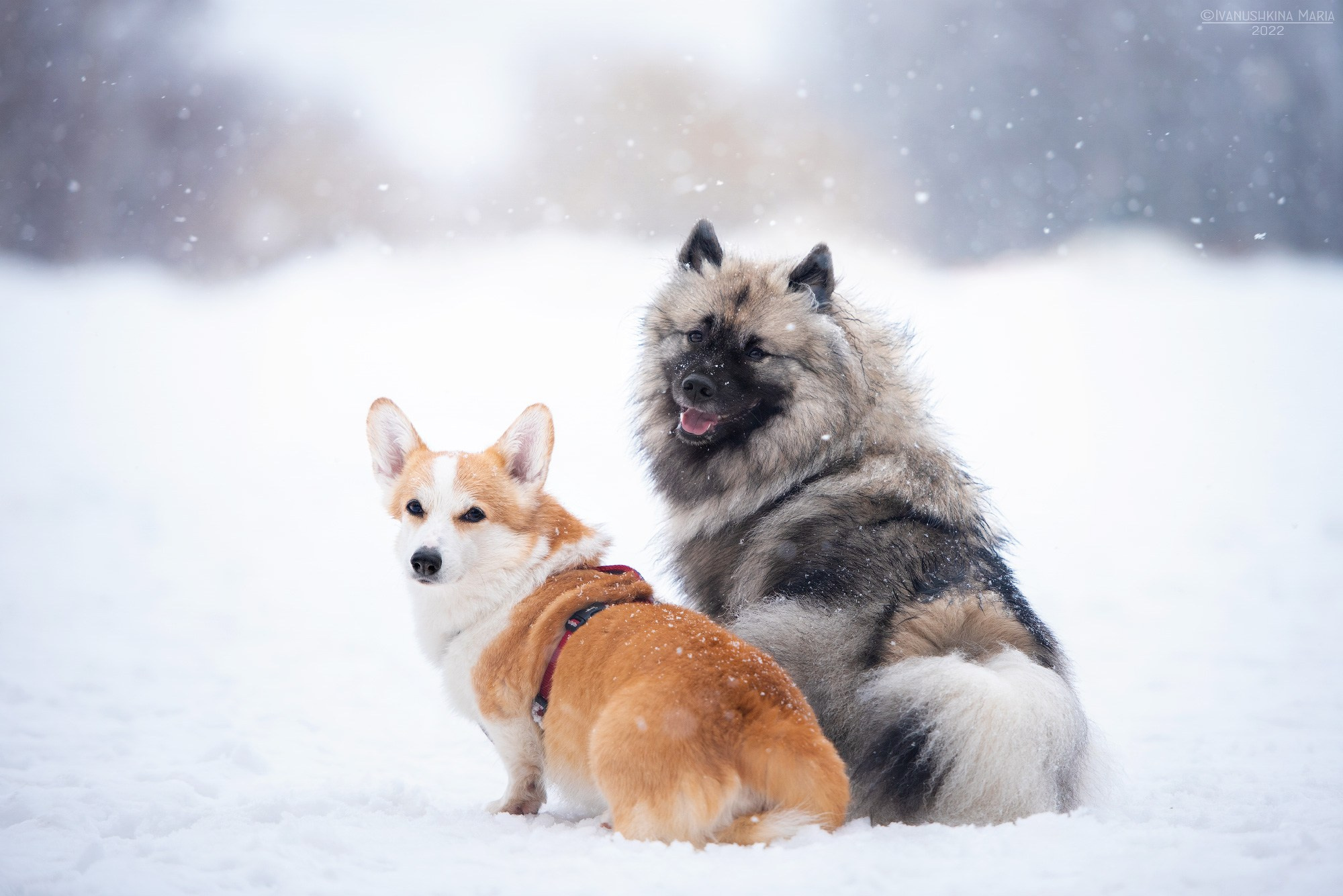 Фотограф-анималист. Фотограф собак в Москве и Московской области Иванушкина Мария