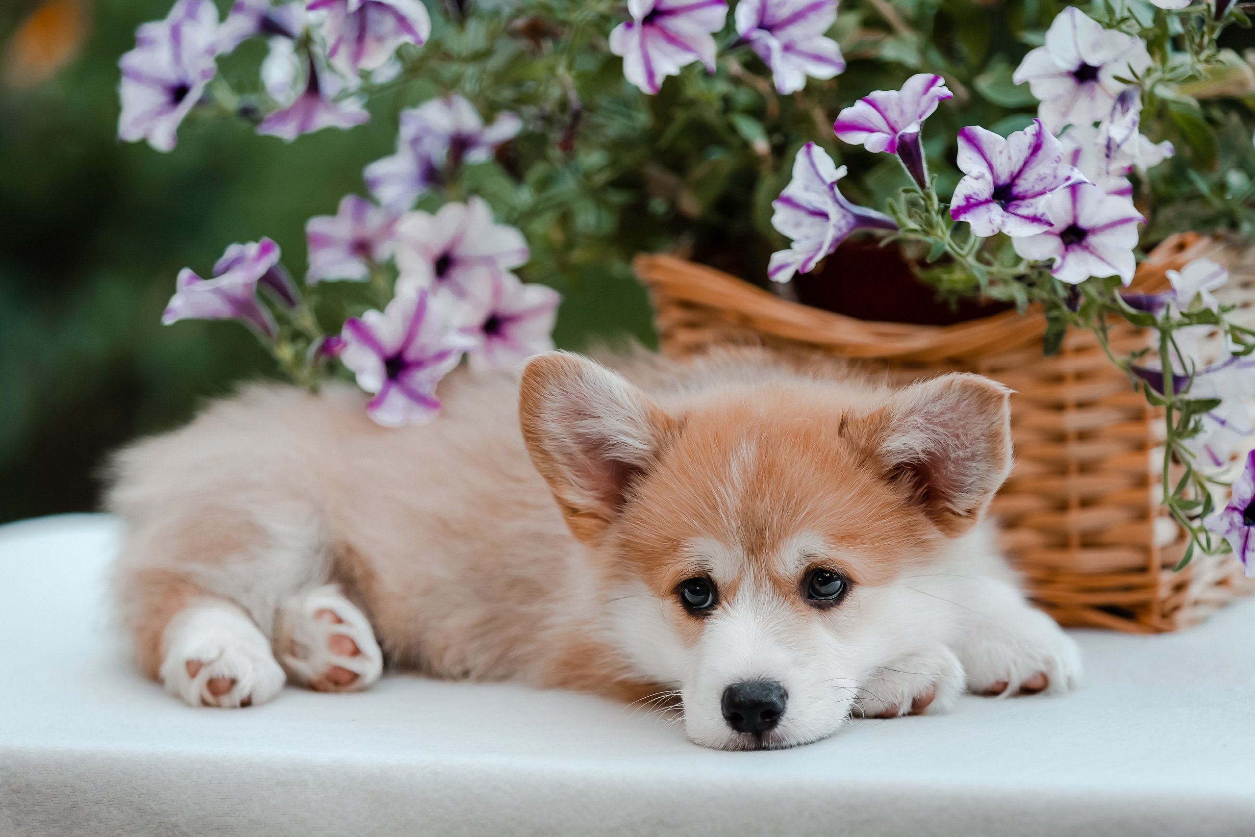 Щенки корги в корзинах и цветах. Фотограф-анималист в Краснодаре Маша Мельникова