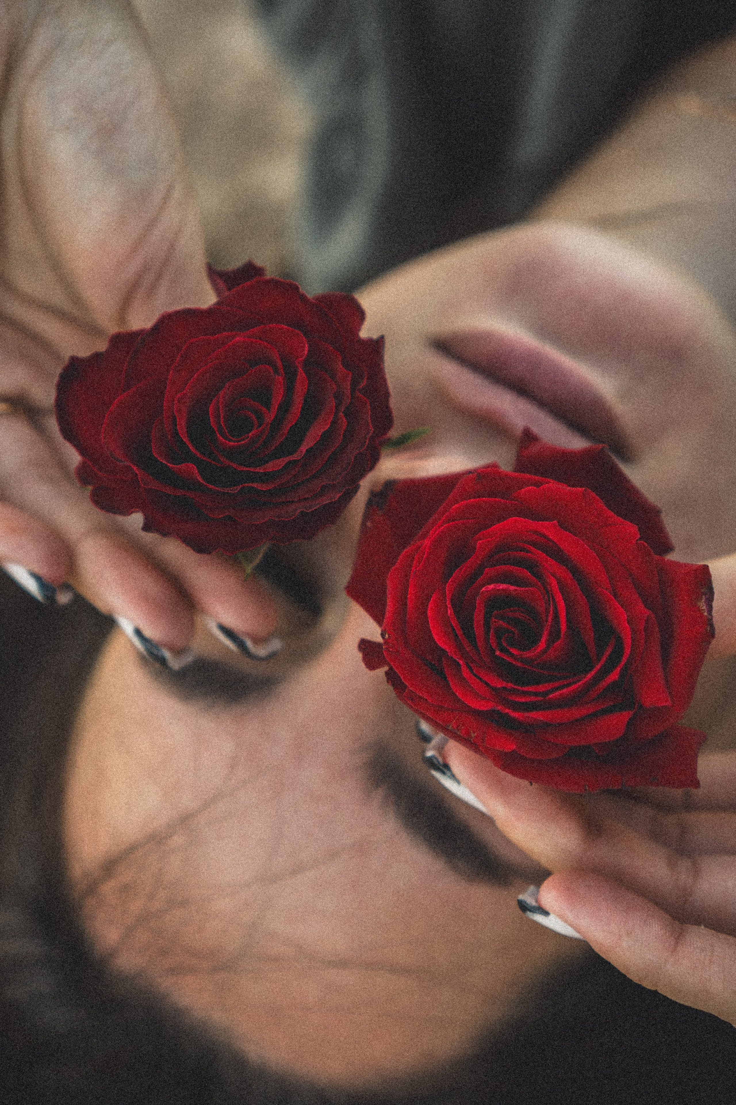Розы. Профессиональный фотограф, Санкт-Петербург — Виктория Богомолова