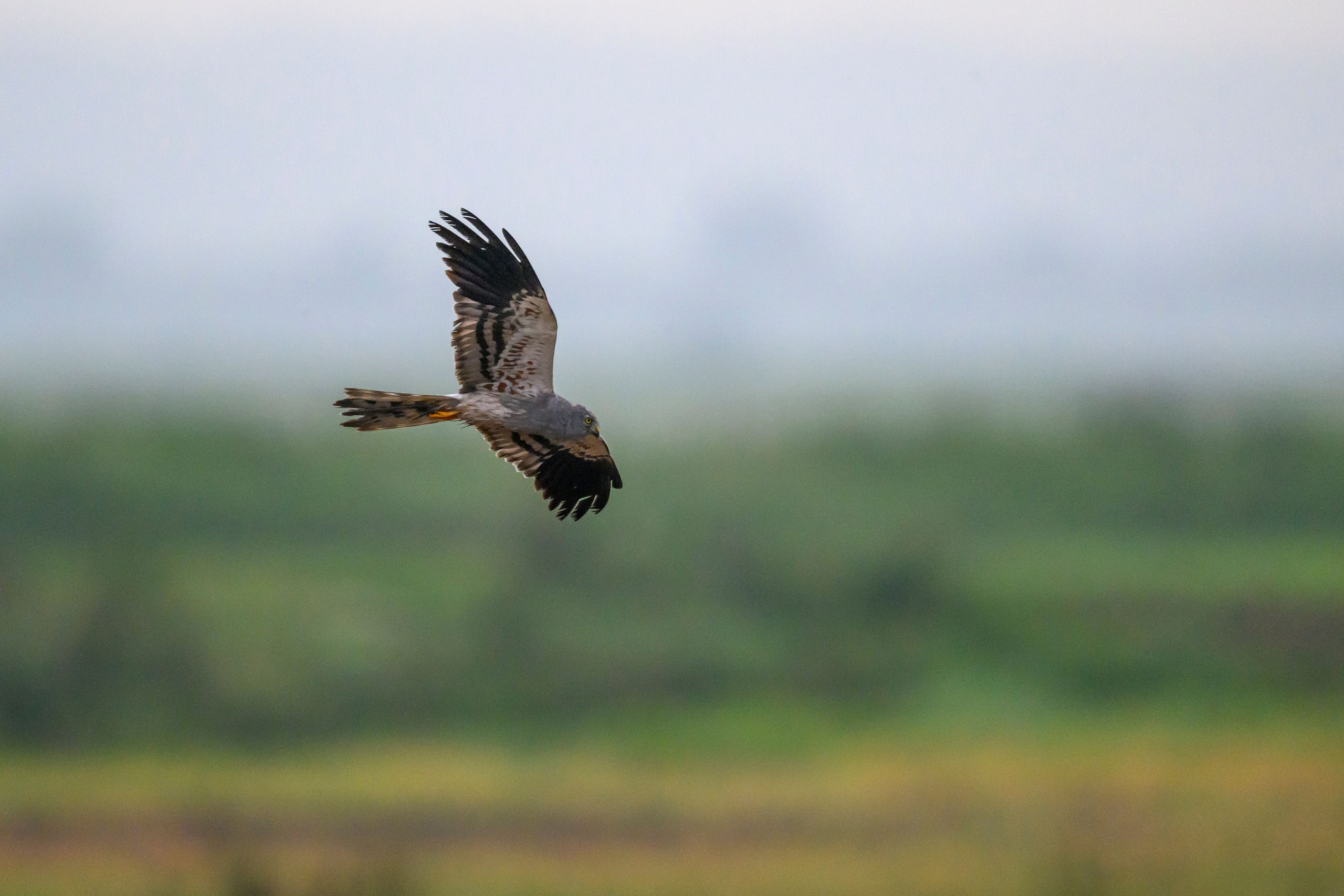 Подросшие птенцы куропатки. Wildlife photography by Sergey Puponin
