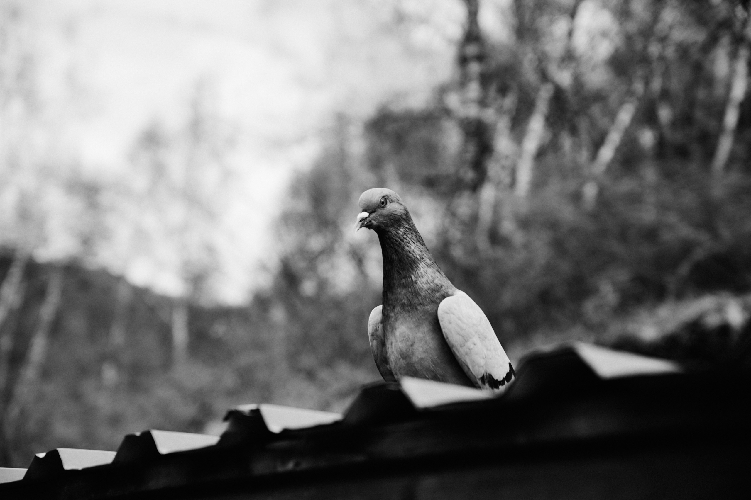 BAON x ALTAY. Фотограф Сурков Никита