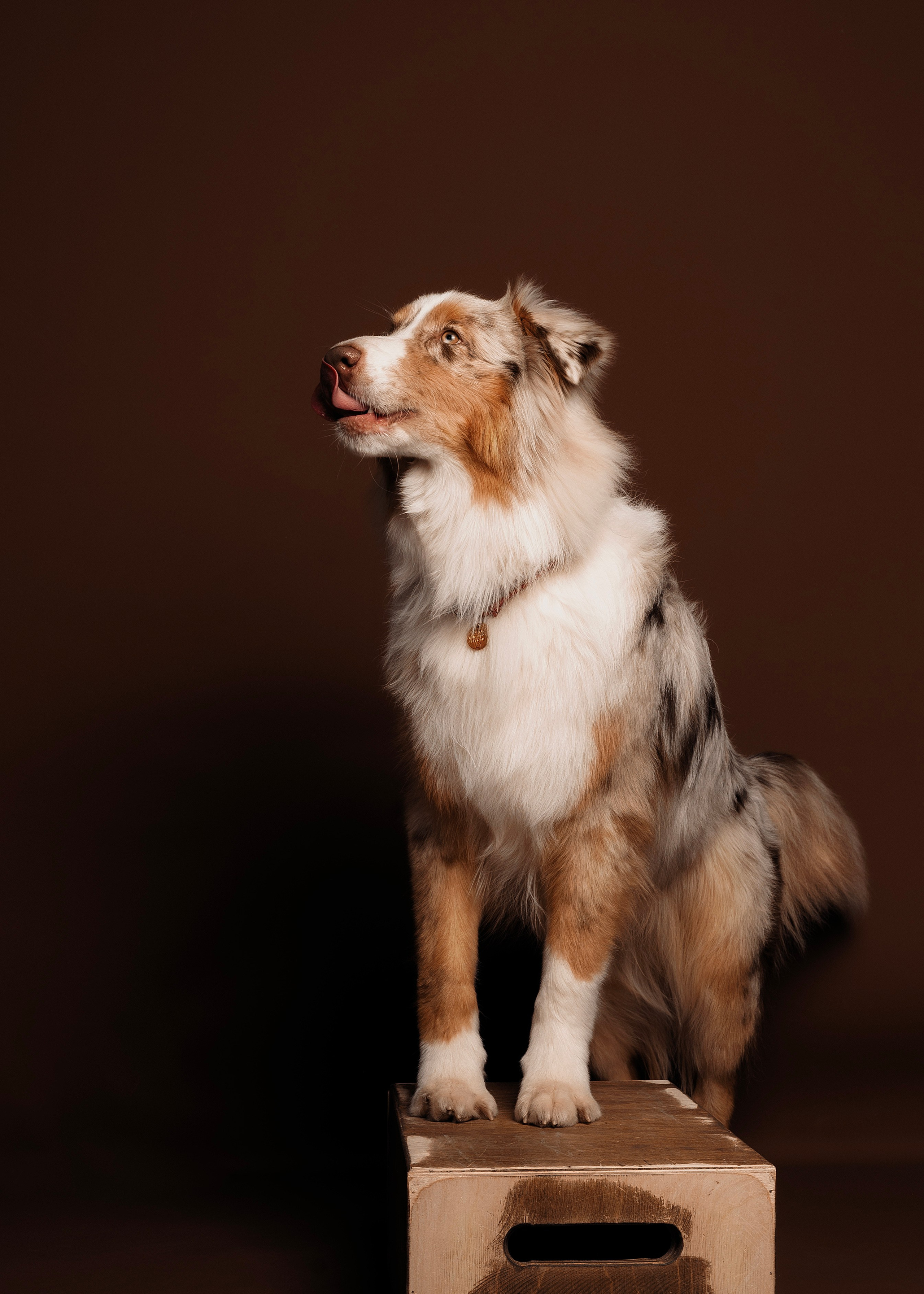 Дэймон. Фотограф- анималист Александра Матвеева