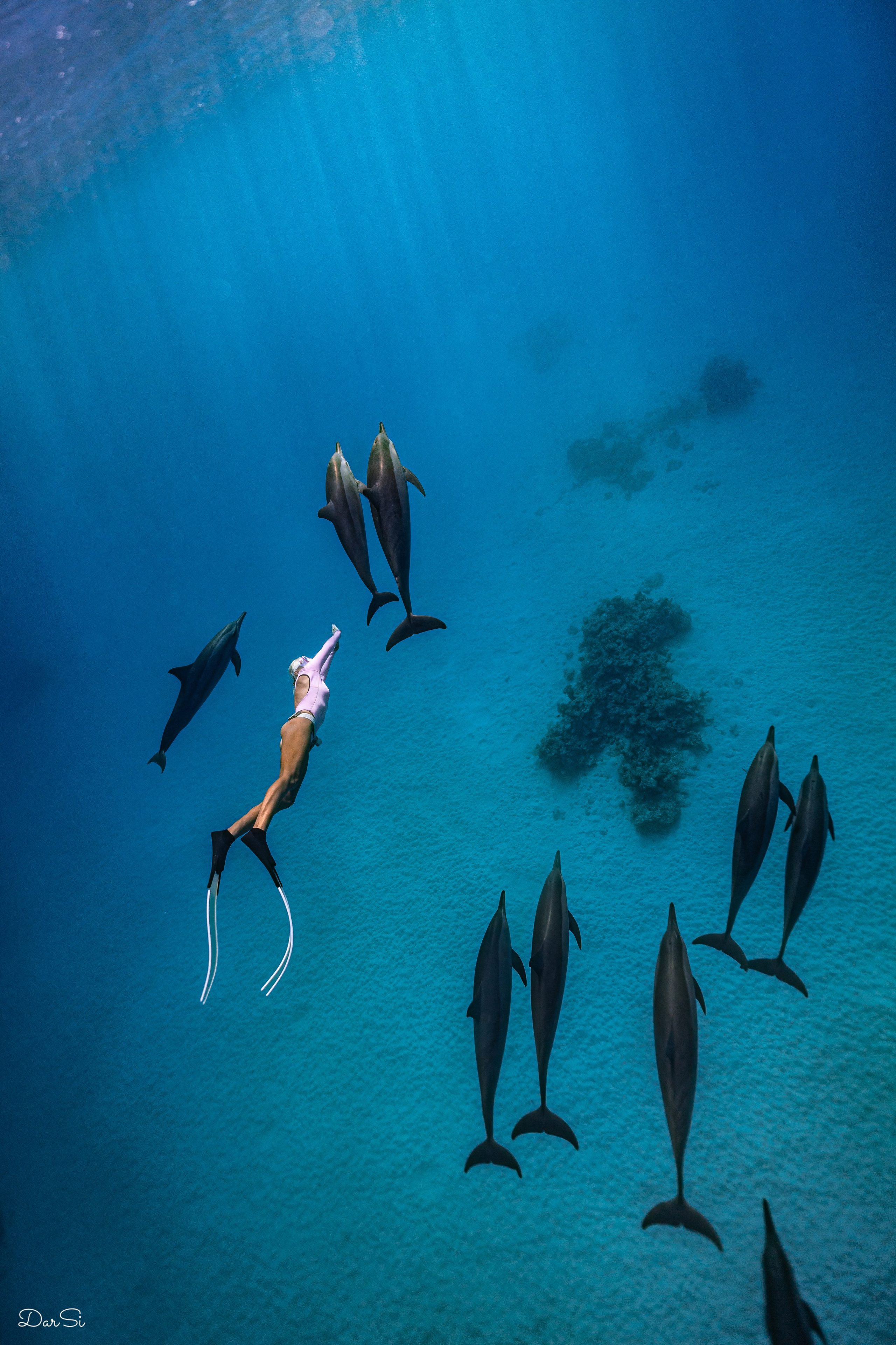 Фотосессия с дельфинами. Underwater Photographer in the Philippines — Daria Sinitsina
