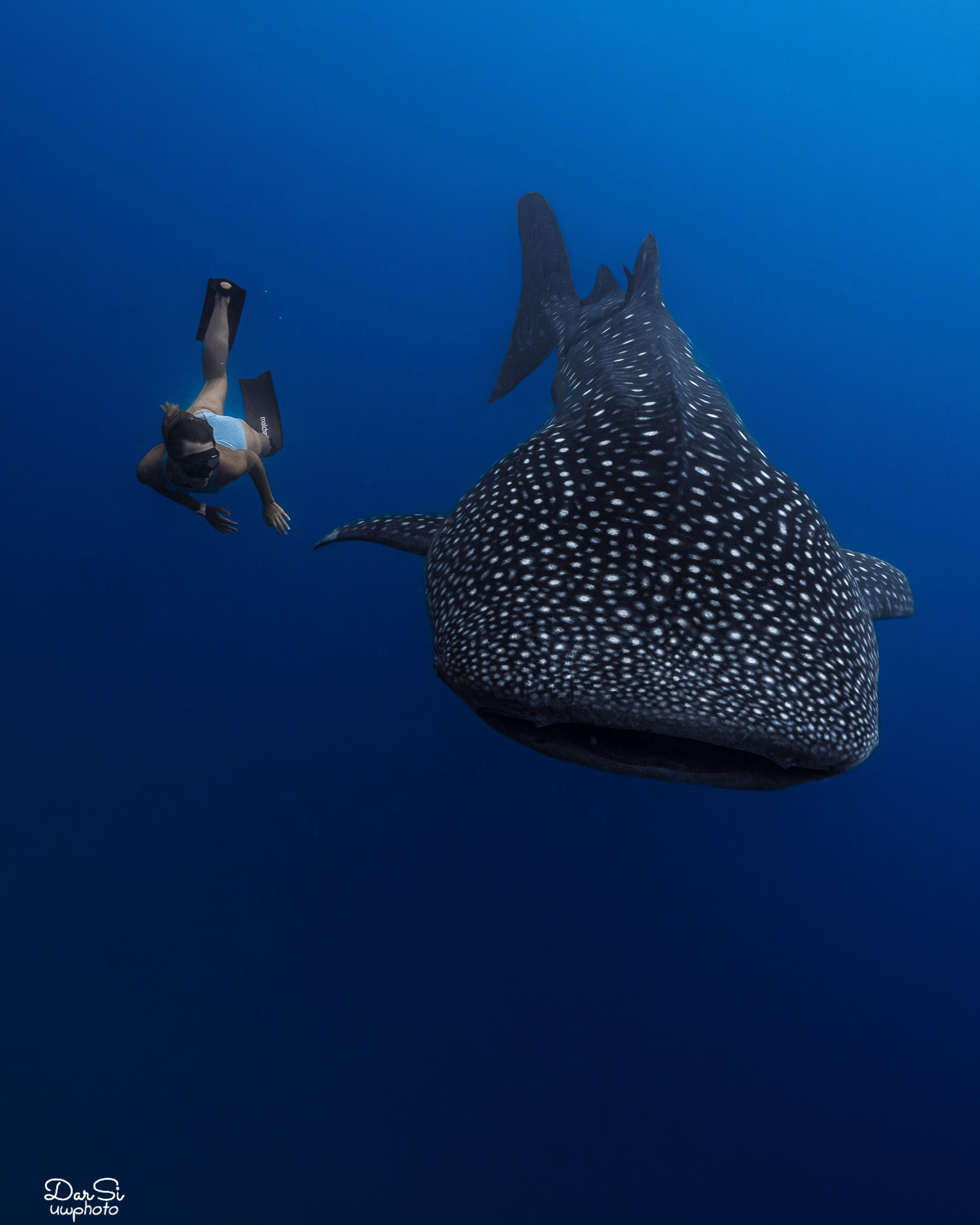 Фотосессия с китовыми акулами. Underwater Photographer in the Philippines — Daria Sinitsina