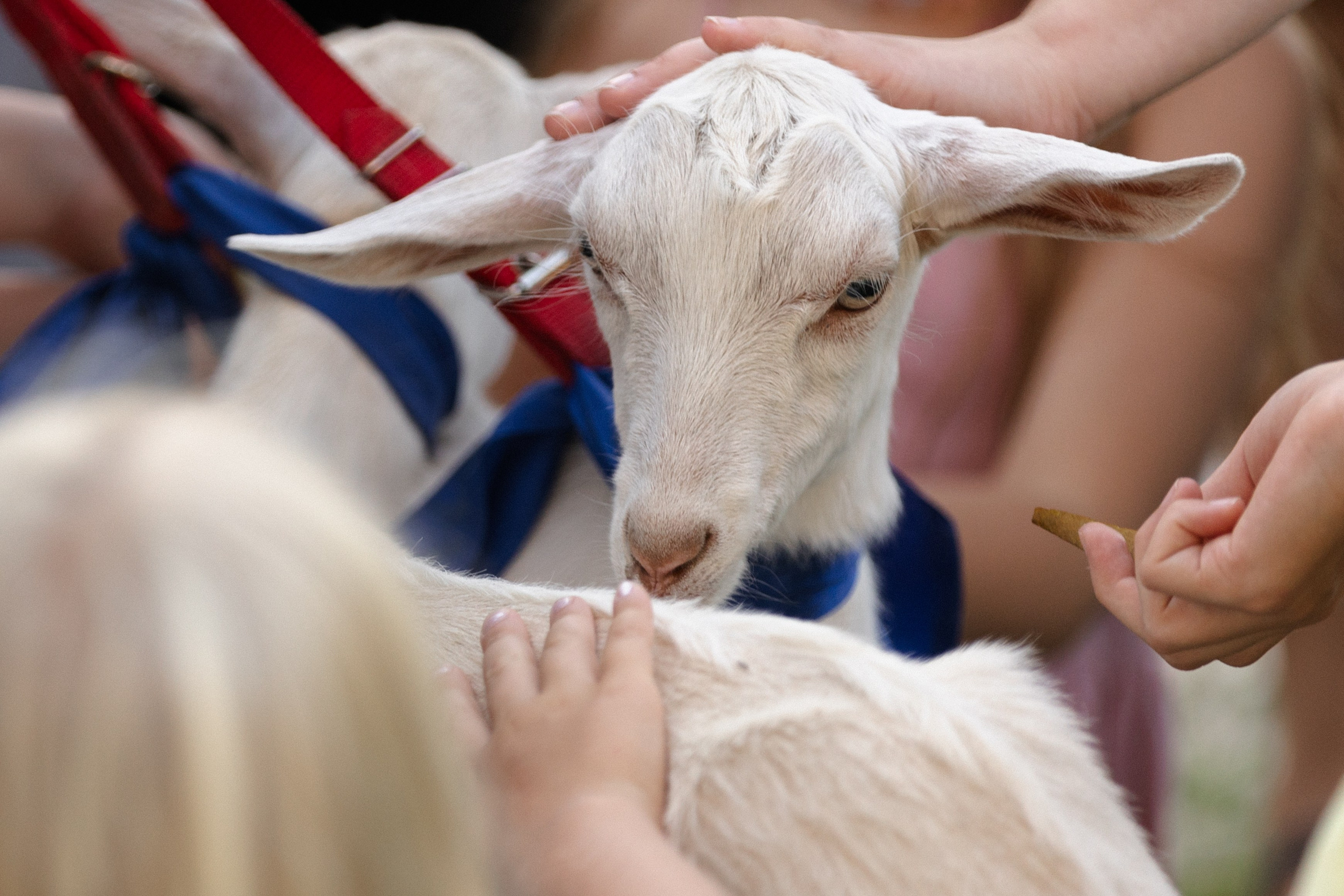 Нэннийога в парке горького. Репортажный фотограф. Свадебный фотограф в Москве Мария Крош