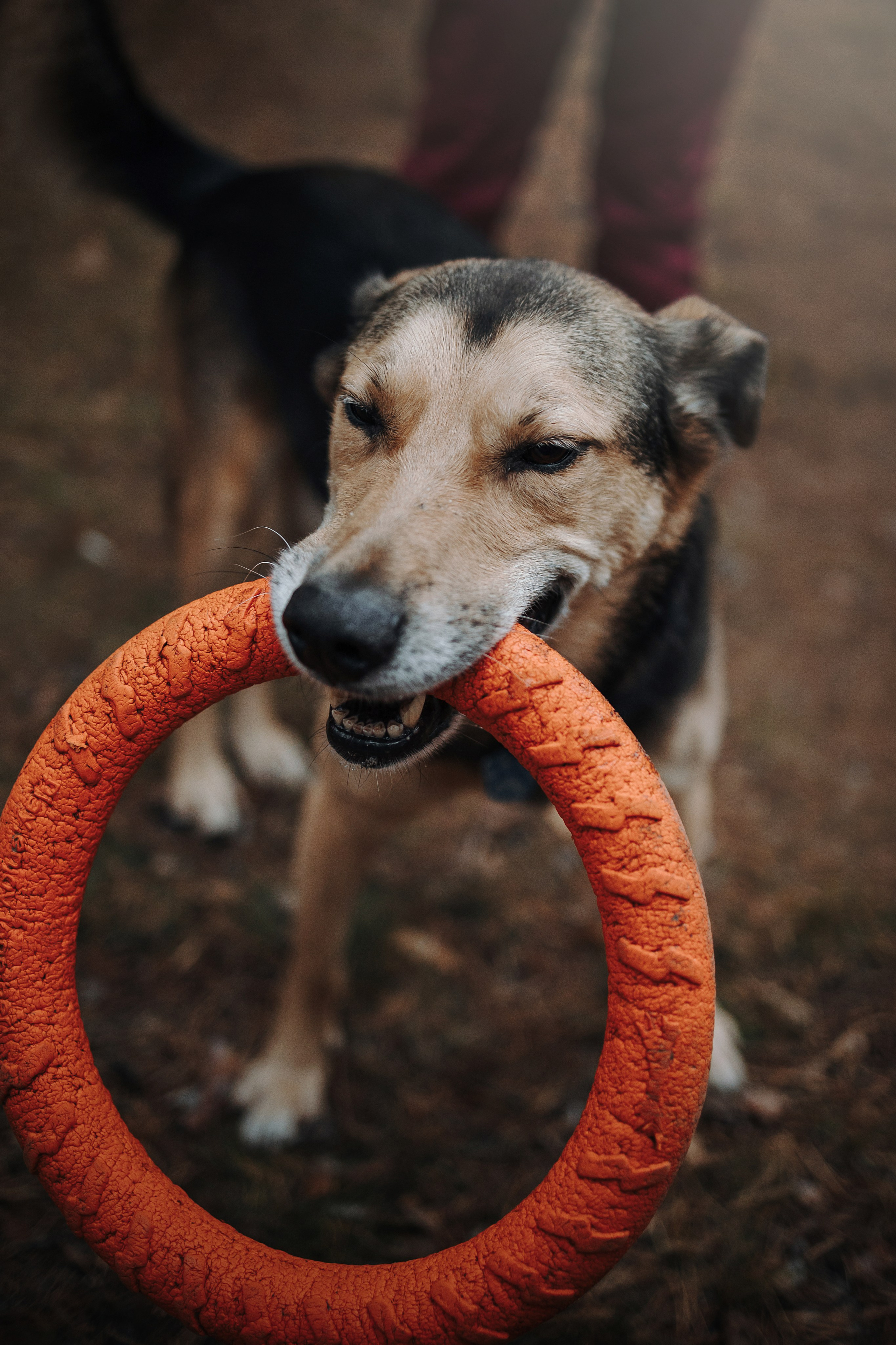 Наталья и Того. Фотограф — Анималист | Санкт-Петербург