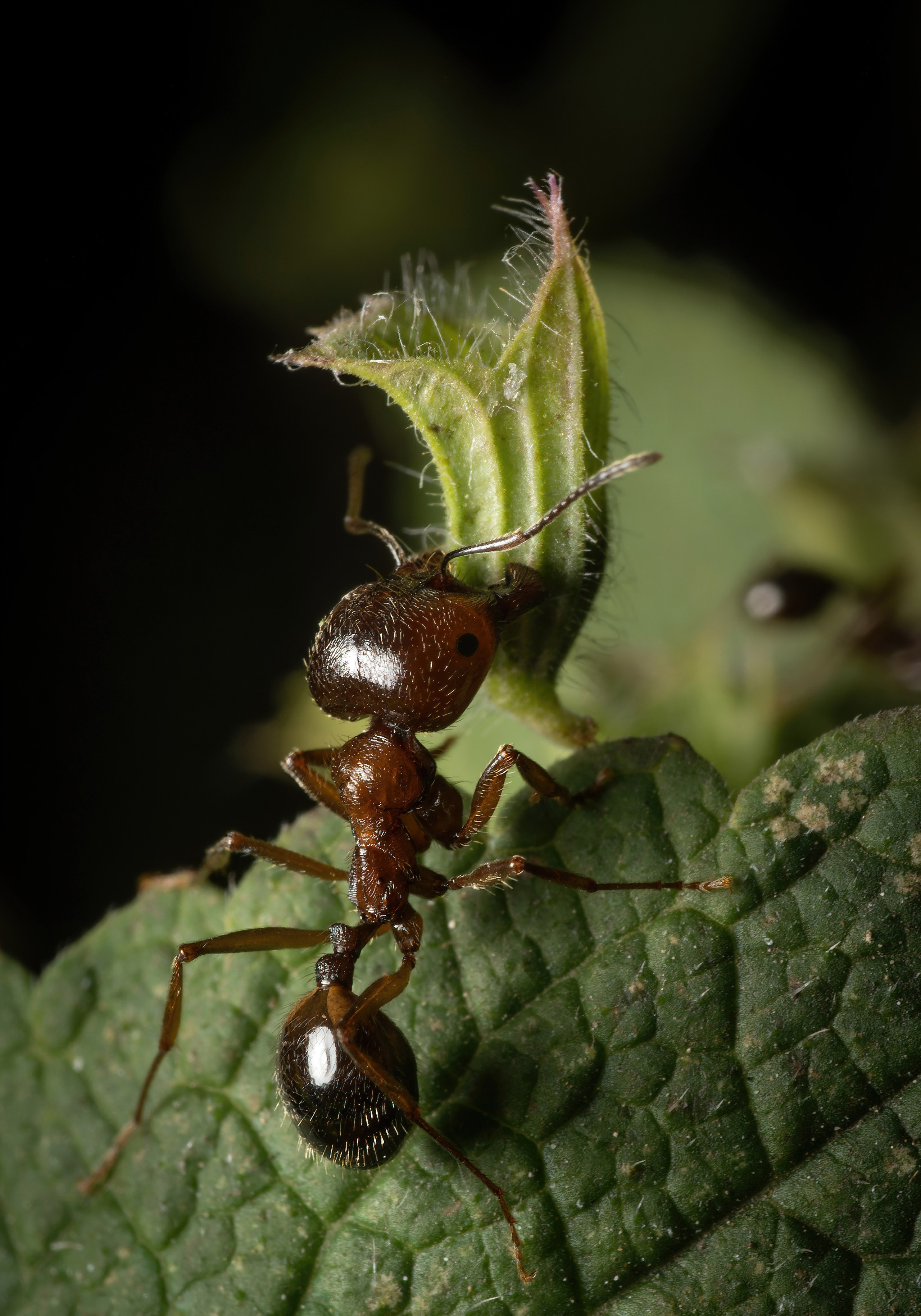 Муравьи. Oles Paritskiy