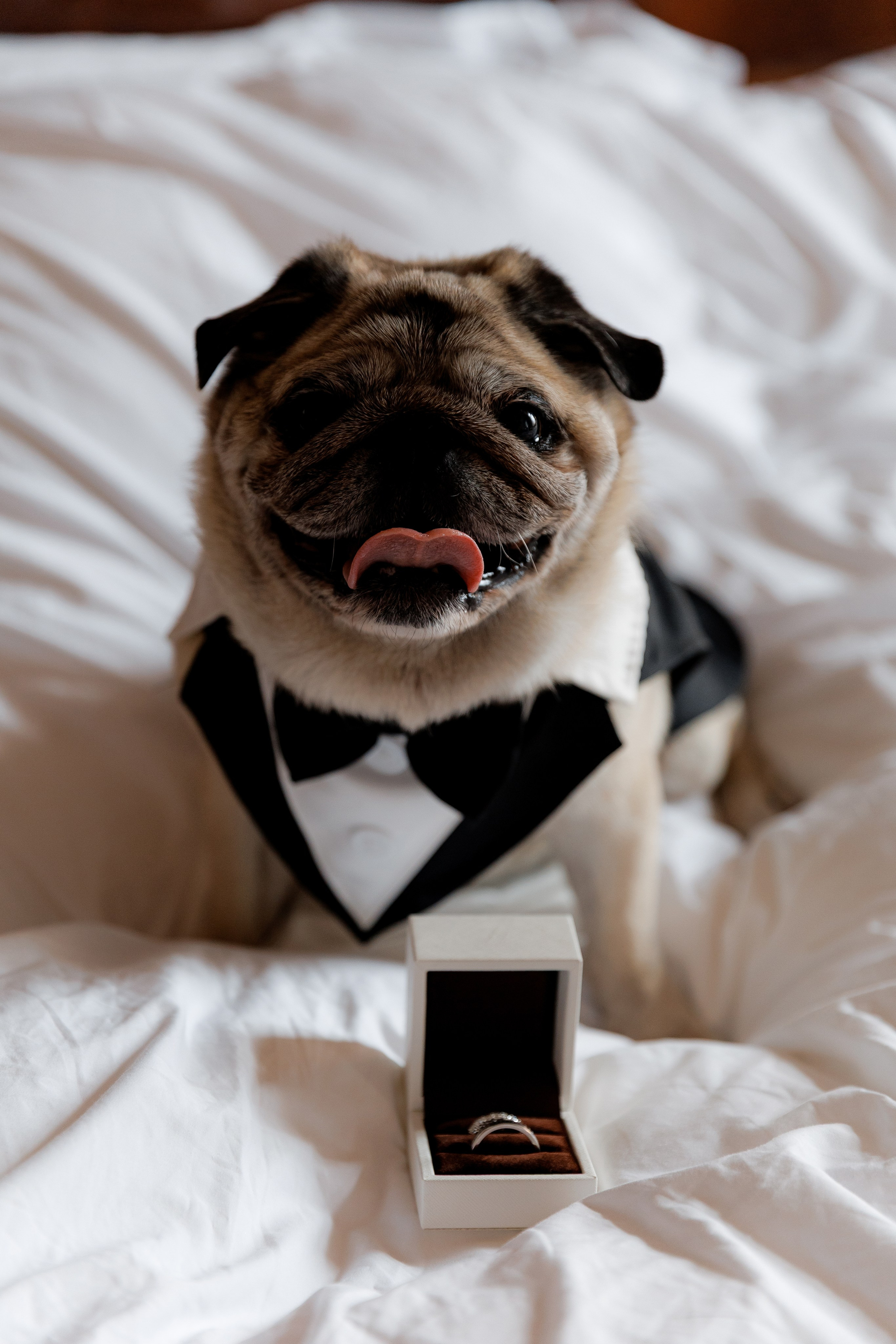 Максим и Наталия. Свадебный фотограф Фадеева Алёна