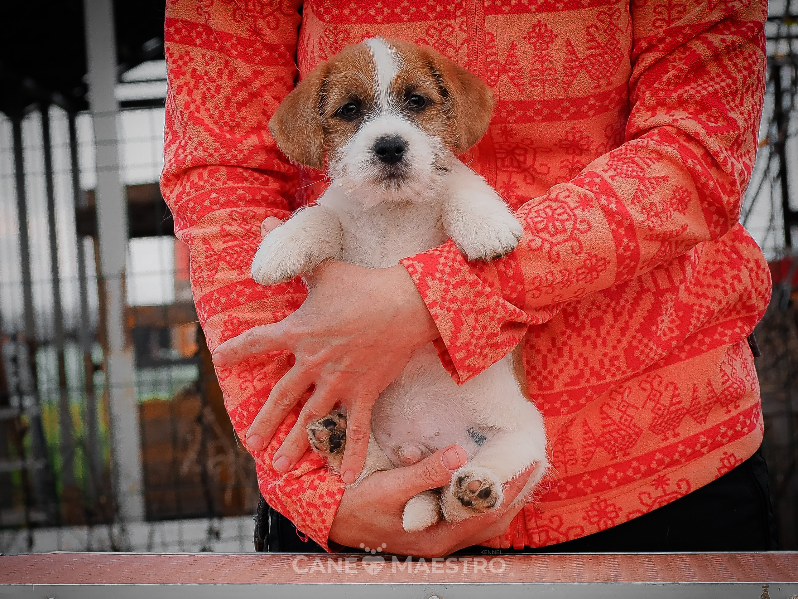 КобZ_3_брыж-27_08_25. КАНЕ МАЭСТРО — питомник Джек рассел терьеров