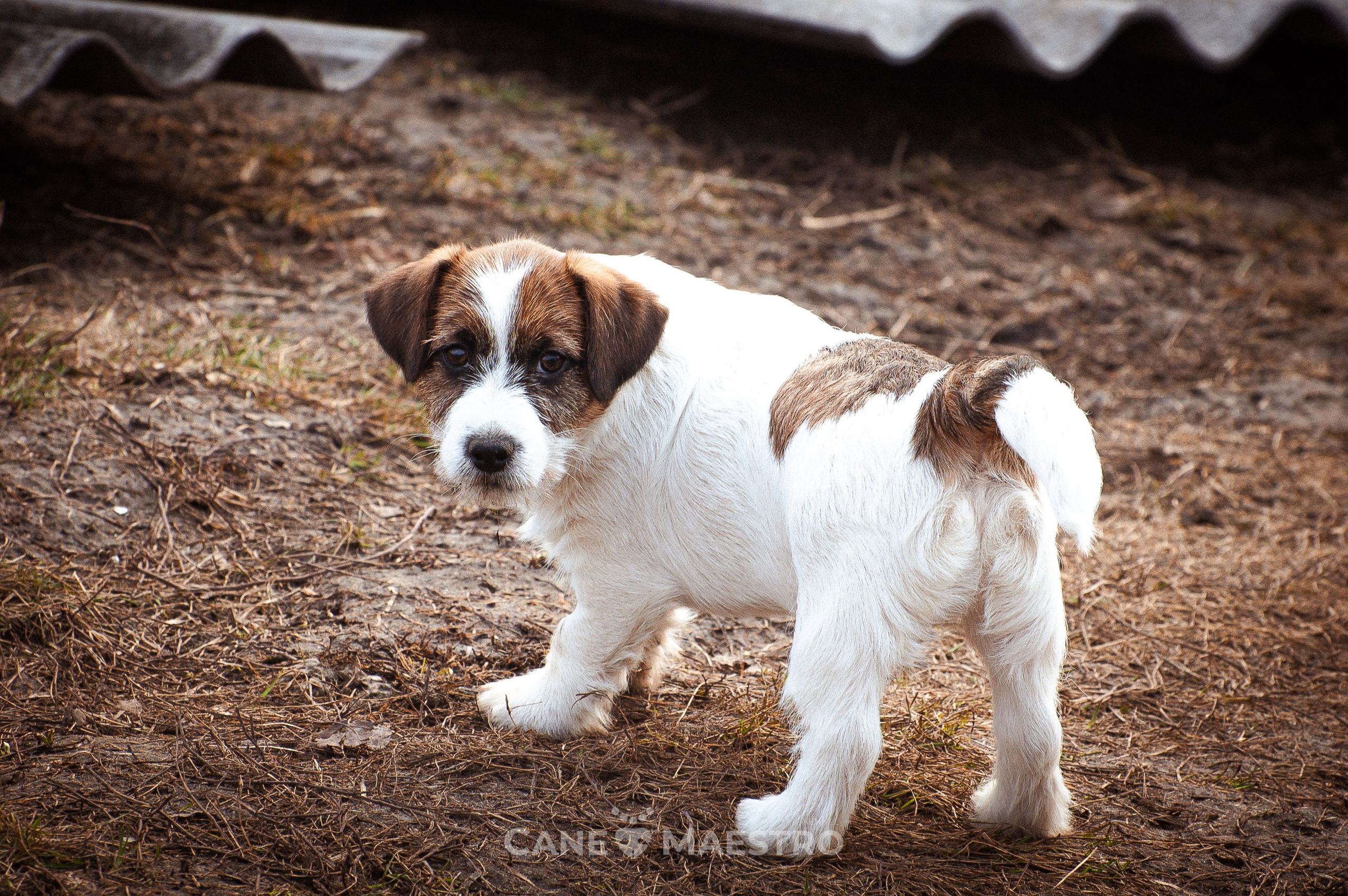 Мальчик 2. Кобель бело-рыжий. Джек рассел терьер щенок. КАНЕ МАЭСТРО — питомник Джек рассел терьеров
