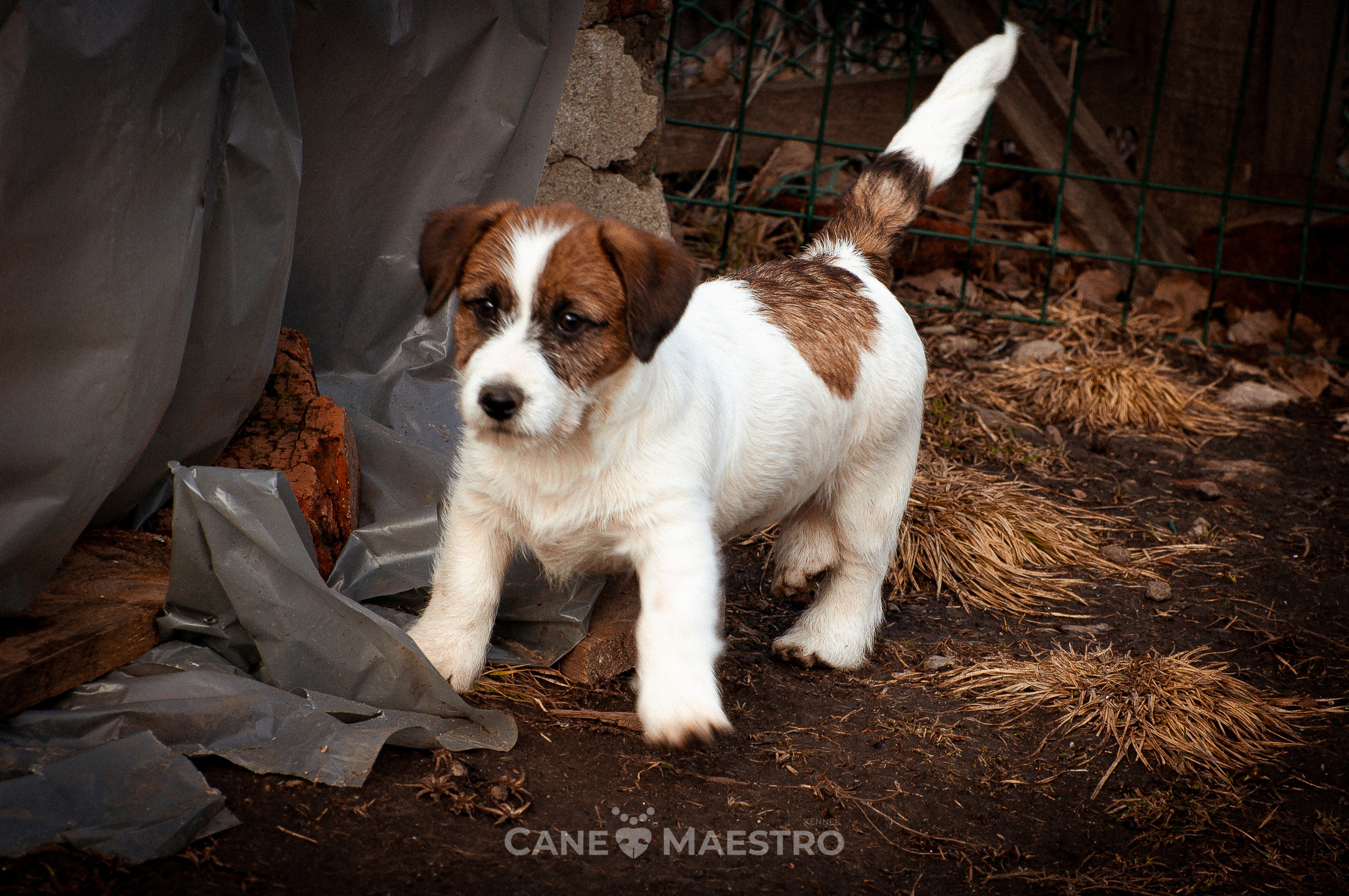 Мальчик 2. Кобель бело-рыжий. Джек рассел терьер щенок. КАНЕ МАЭСТРО — питомник Джек рассел терьеров