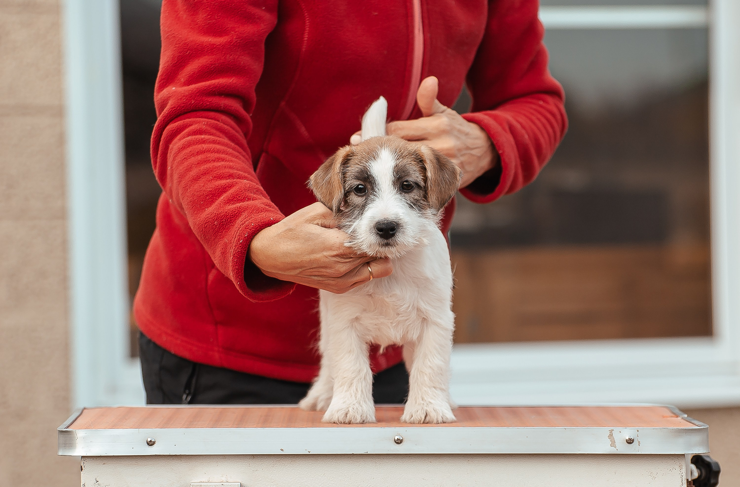 Щенок кобель ДРТ. КАНЕ МАЭСТРО — питомник Джек рассел терьеров