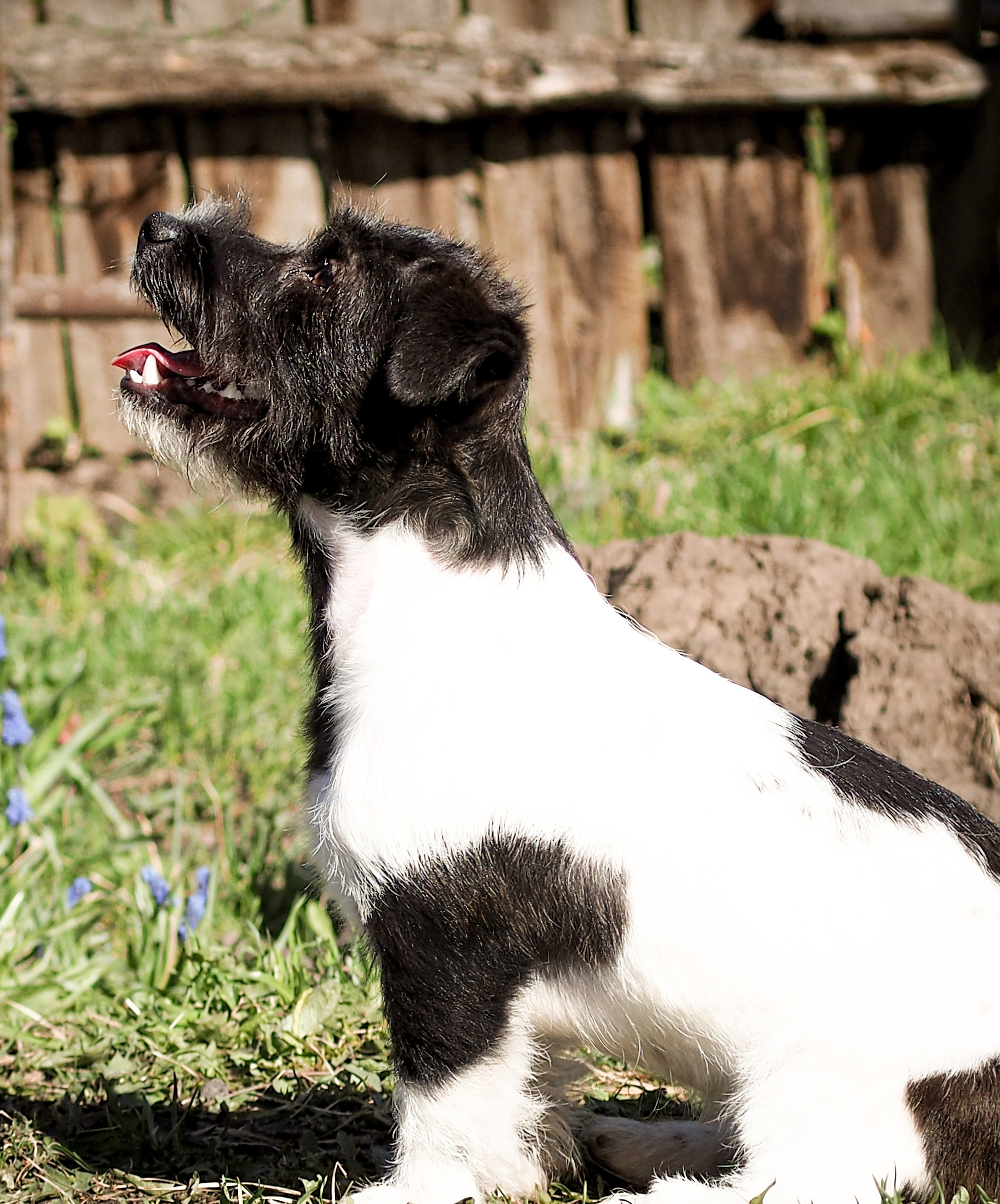 Жесткошерстная. Бело-черный Джек рассел терьер.КАНЕ МАЭСТРО ДАРК ХОРС. КАНЕ МАЭСТРО — питомник Джек рассел терьеров