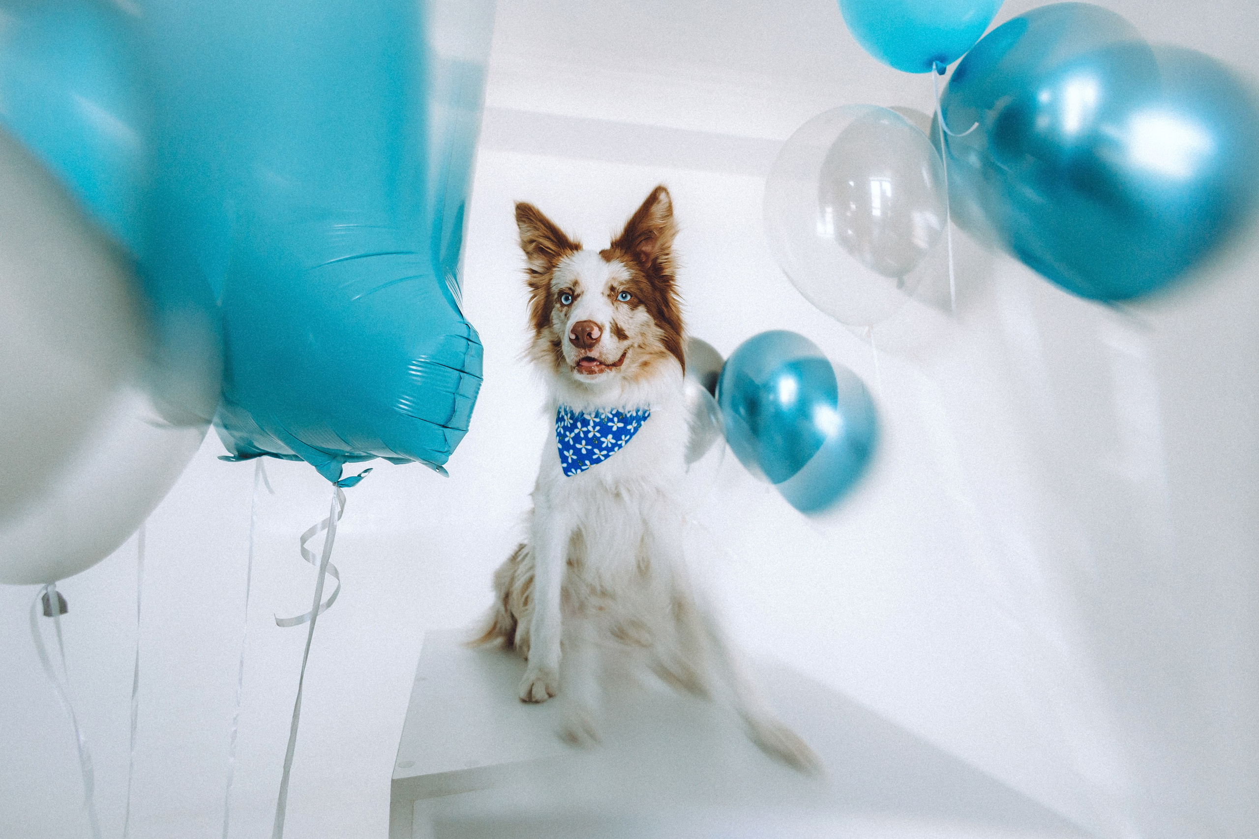 День рождения Айко