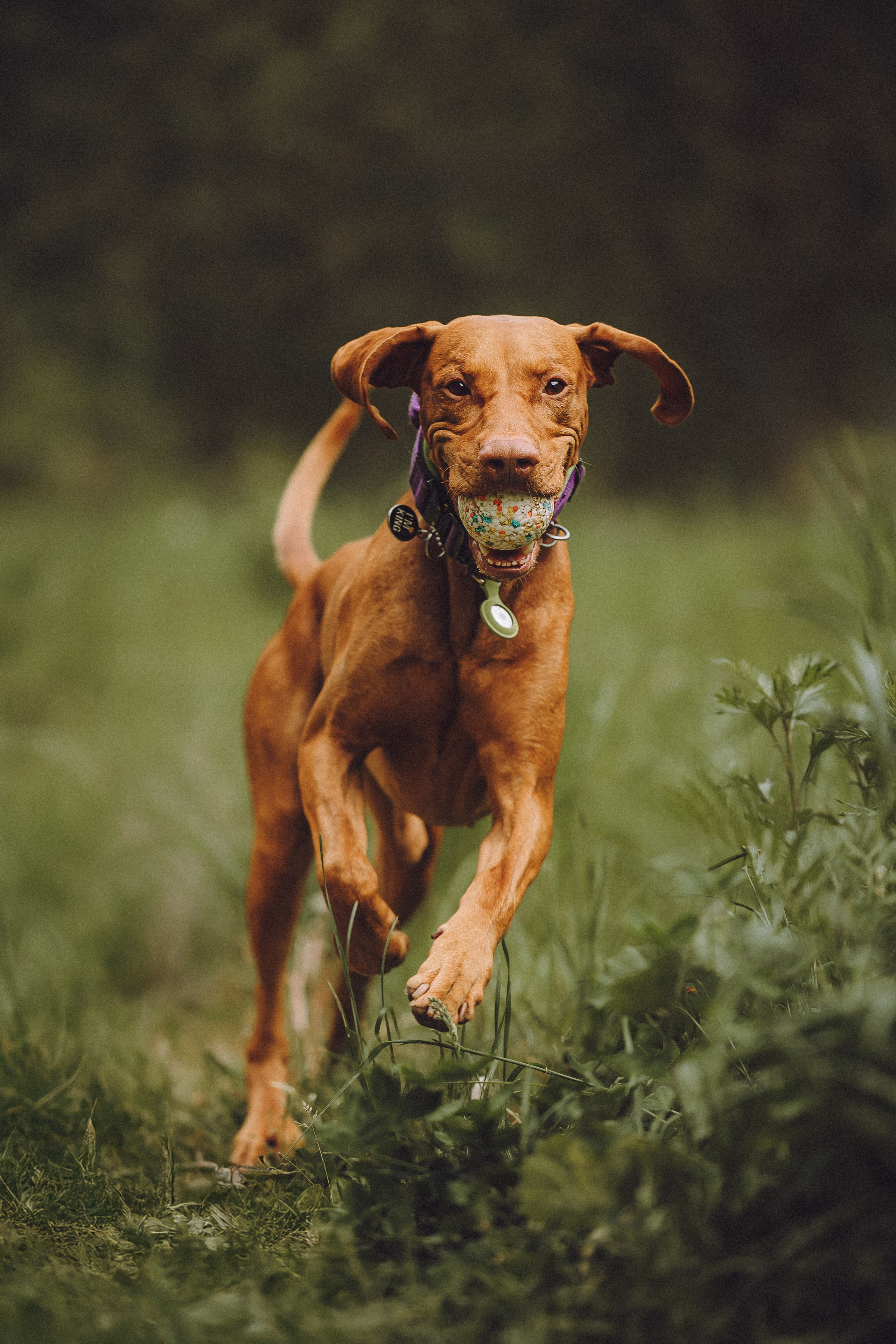 Груша, Данни, Фунтик и их семья