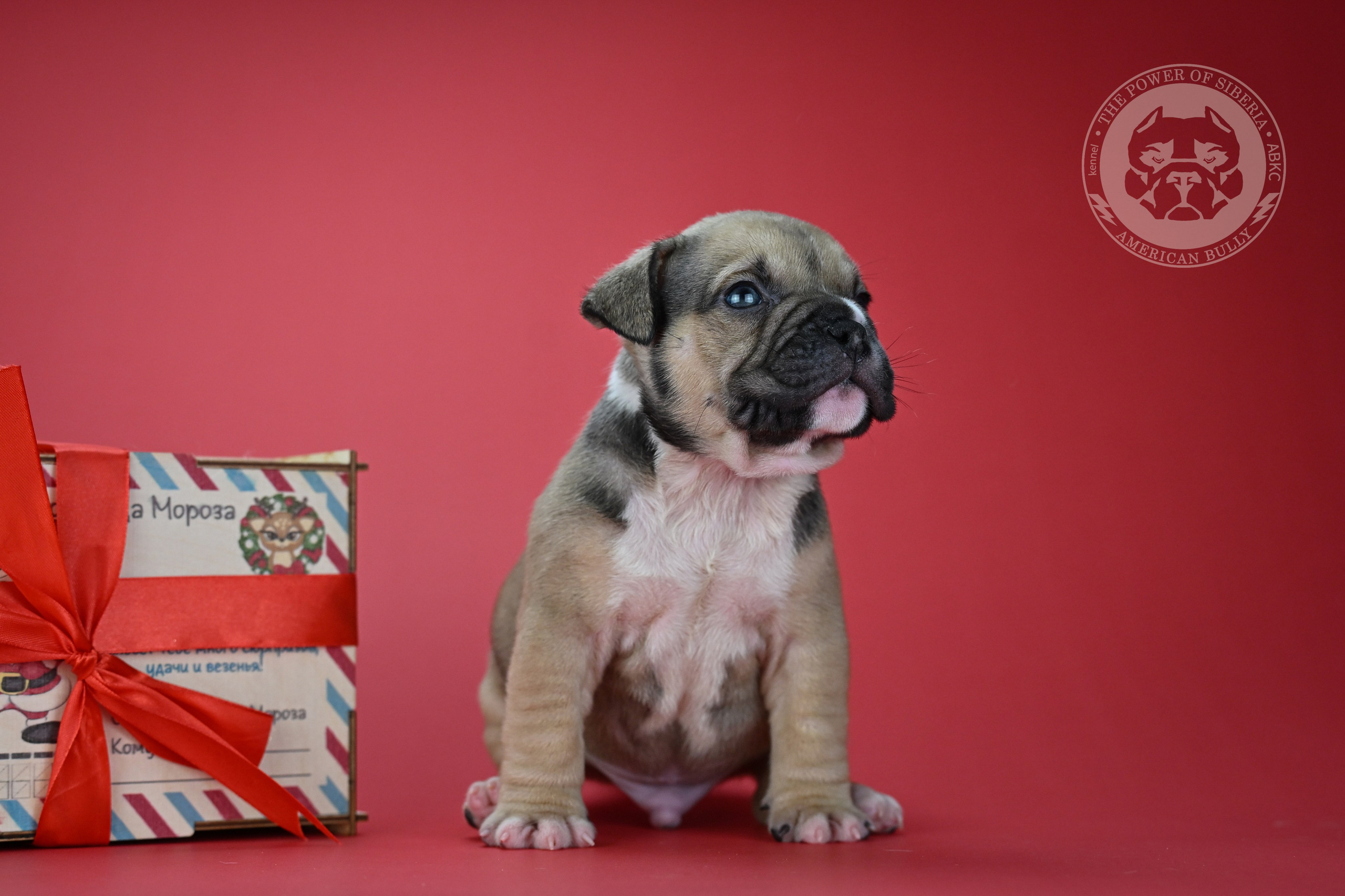 22.11.25 Тагира-Каспер. Американский Булли в г. Ростов-на-Дону. Питомник THE POWER OF SIBERIA