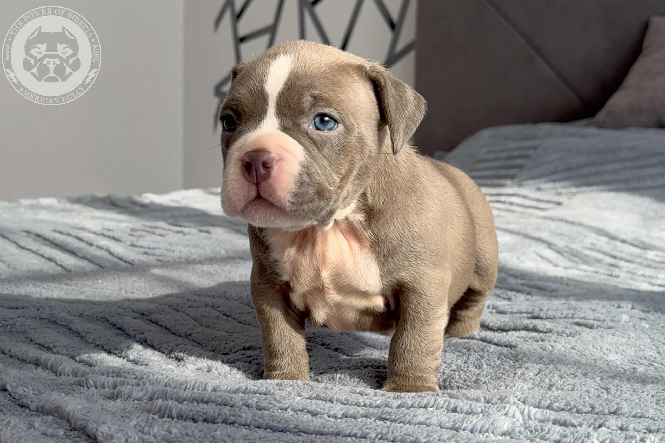 Свободные щенки Американский Булли стандарт и Свободные щенки Американский Булли классик. Американский Булли в г. Ростов-на-Дону. Питомник THE POWER OF SIBERIA