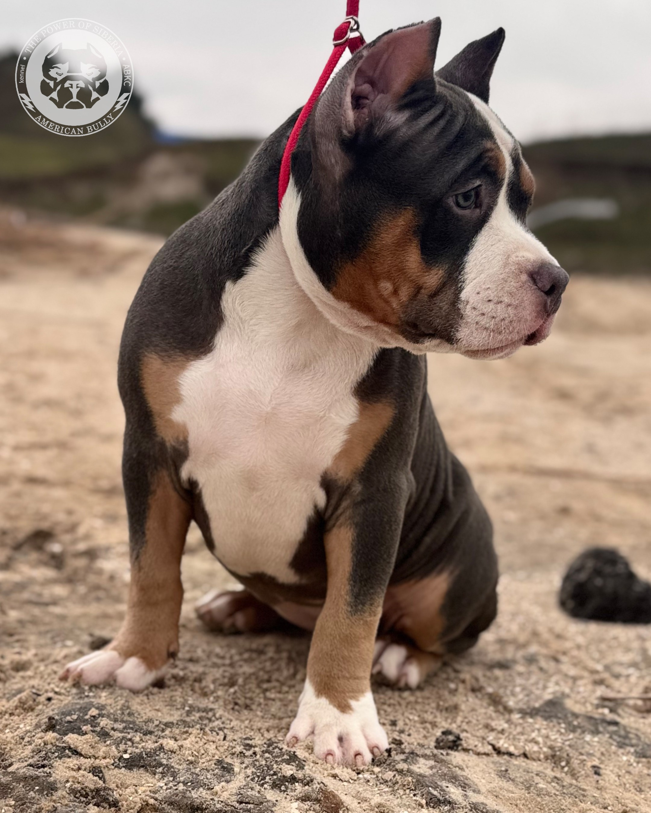 Свободные щенки Американский Булли, в типах покет, классик, стандарт. Американский Булли в г. Ростов-на-Дону. Питомник THE POWER OF SIBERIA