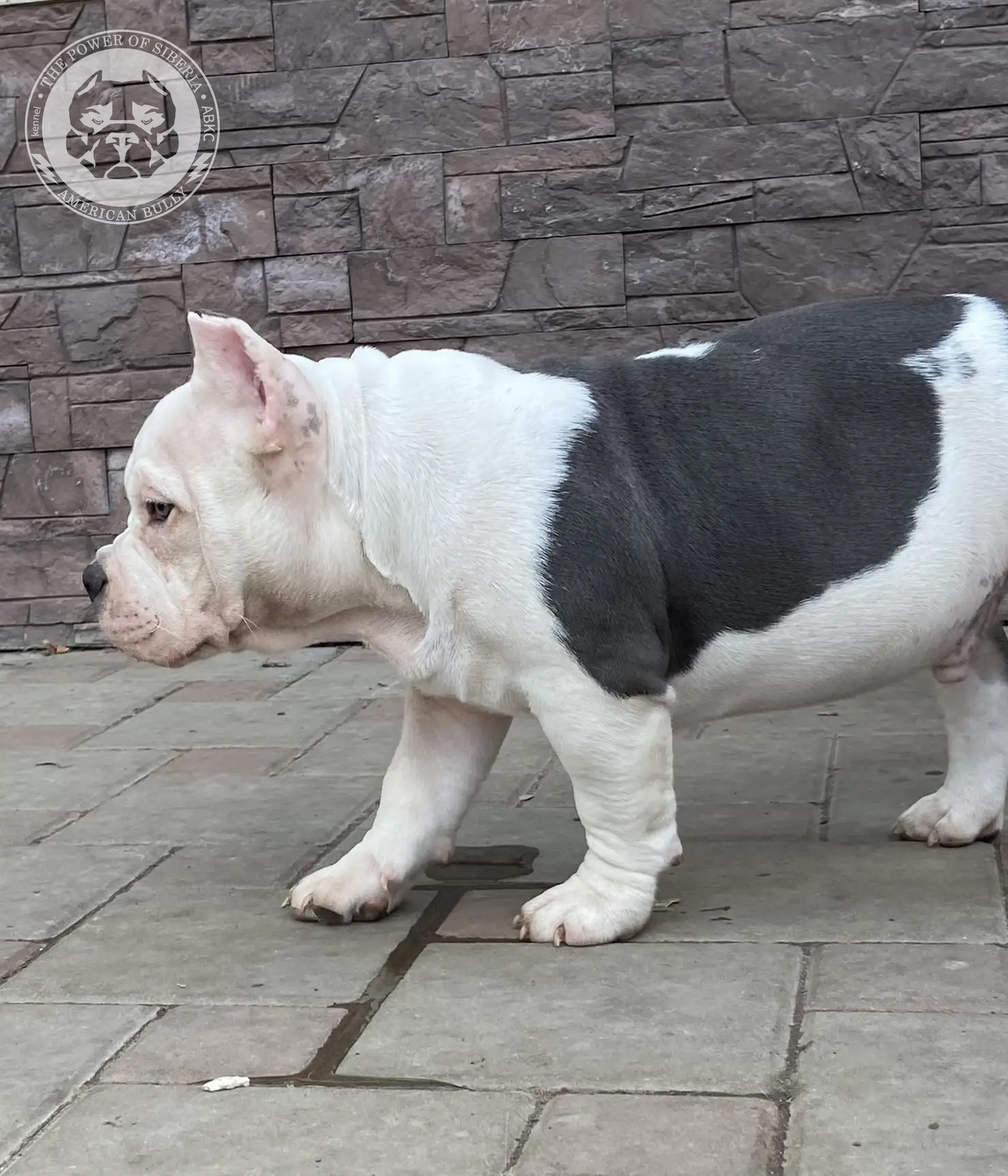 Свободные щенки Американский Булли, в типах покет, классик, стандарт. Американский Булли в г. Ростов-на-Дону. Питомник THE POWER OF SIBERIA